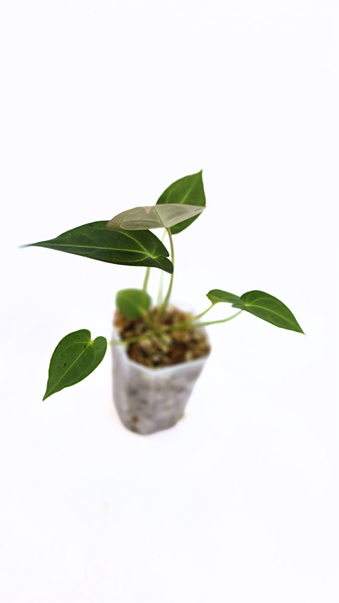 Rare anthurium hybrid Dark Forgetii X Bessae Aff available for sale at rare houseplant shop The Leaf Gallery in Perth, Western Australia