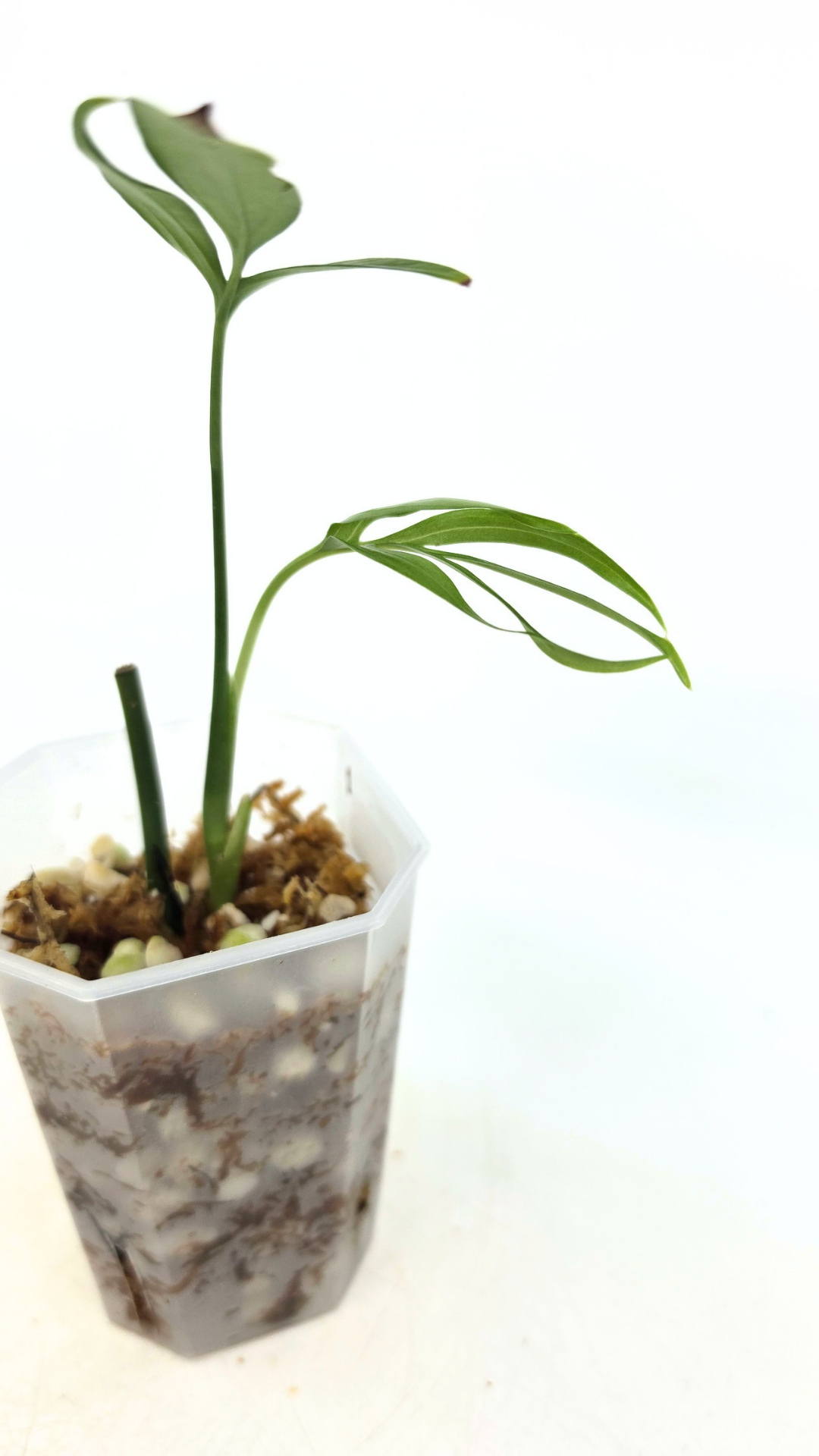 Rare indoor plant Monstera Subpinata available for sale at rare house plant shop The Leaf Gallery in Perth, Western Australia.
