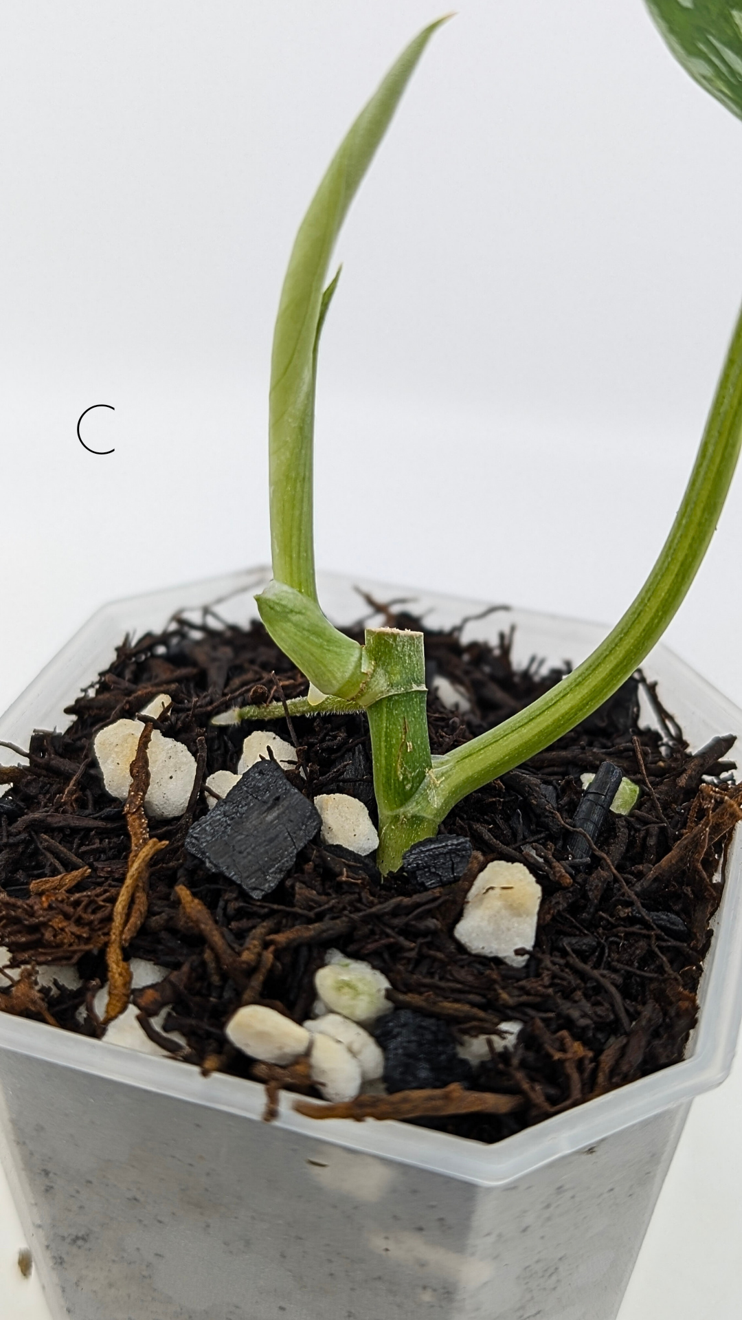 Rare scindapsus Mayari Aurea varigated available for sale at rare plant shop The Leaf Gallery in Perth, Western Australia