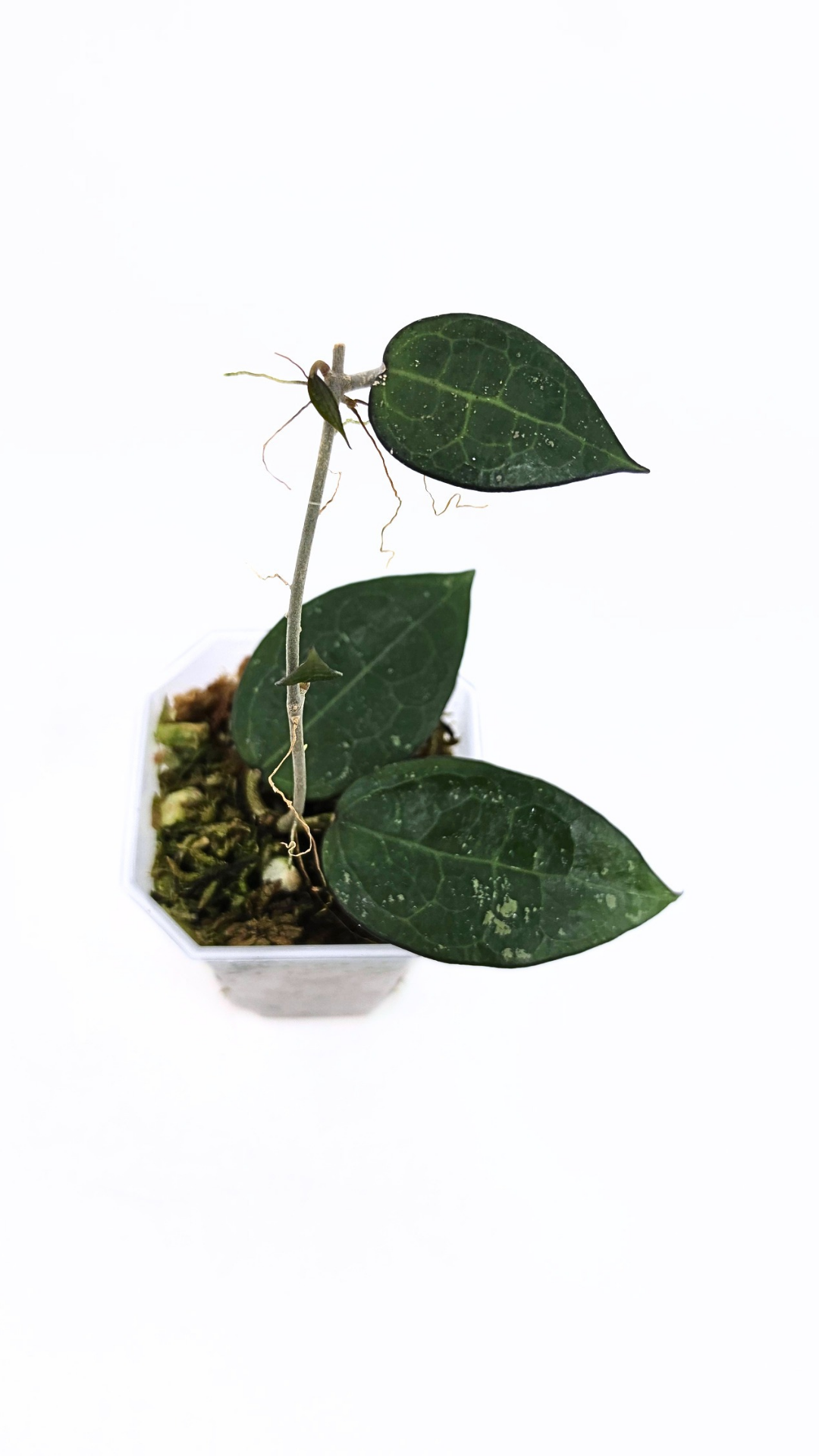 Rare indoor plant Hoya Verticillata Black Margin available for sale at rare house plant shop The Leaf Gallery in Perth, Western Australia