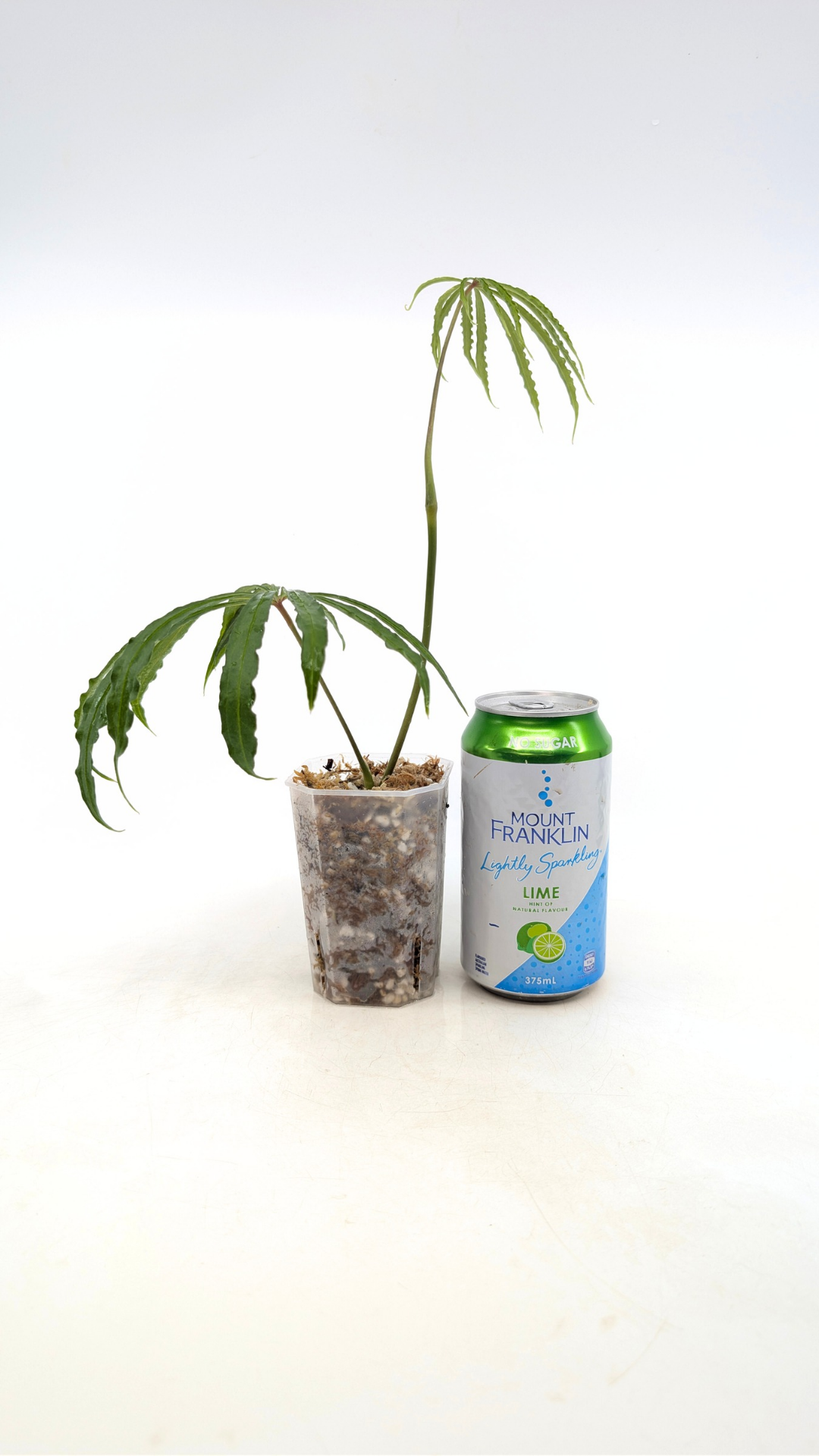 Hard to find vining house plant Anthurium Polystictum available for sale at rare plant shop The Leaf Gallery in Perth, Western Australia.