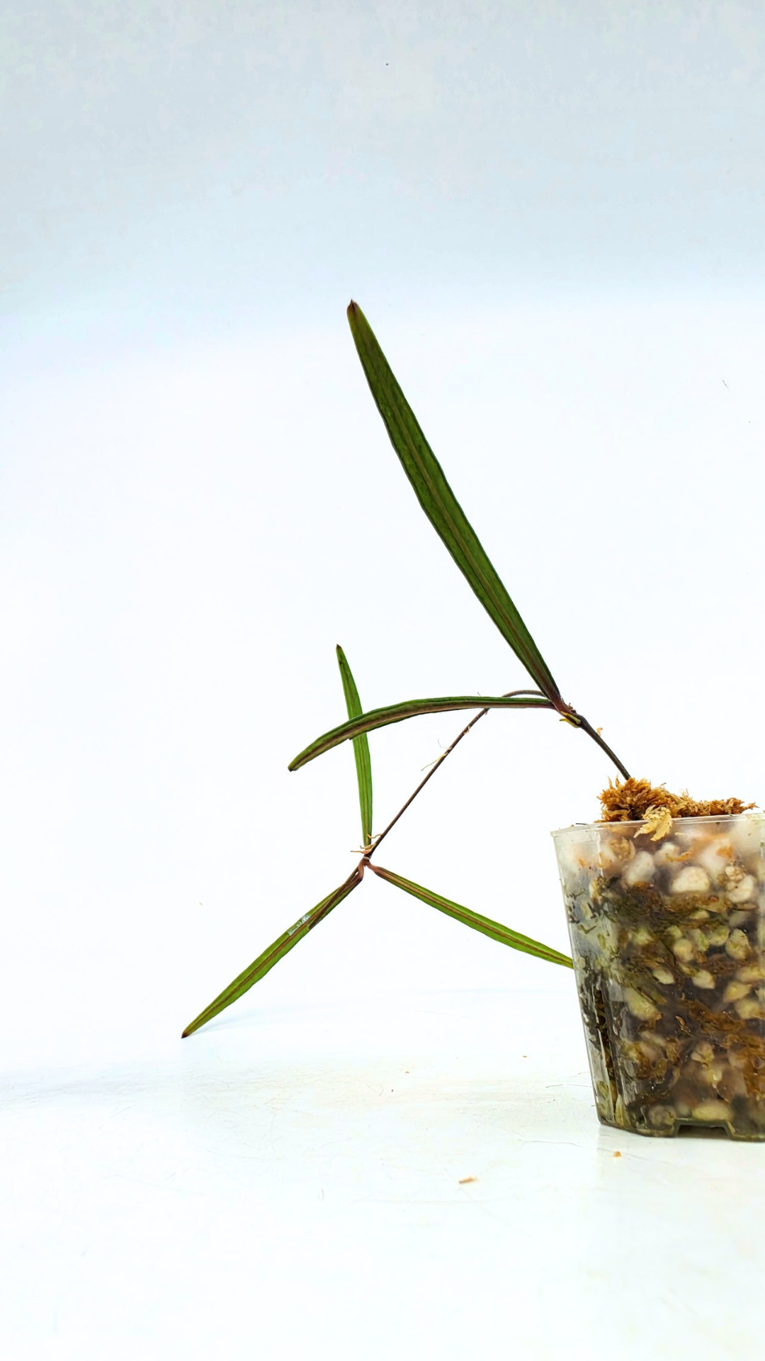 Rare waxplant Hoya Insularis available for sale at rare indoor plant shop The Leaf Gallery in Perth, Western Australia