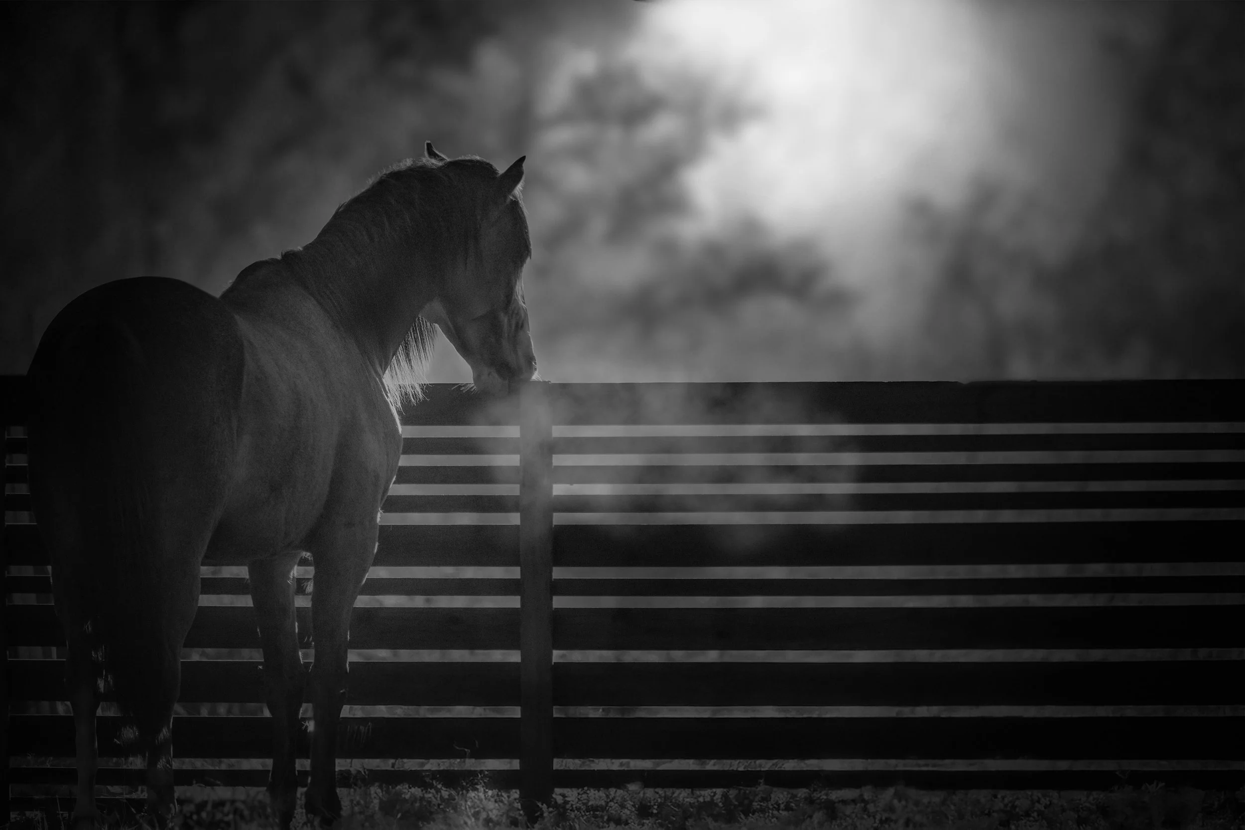 Horses in Greyton B&W32.jpg