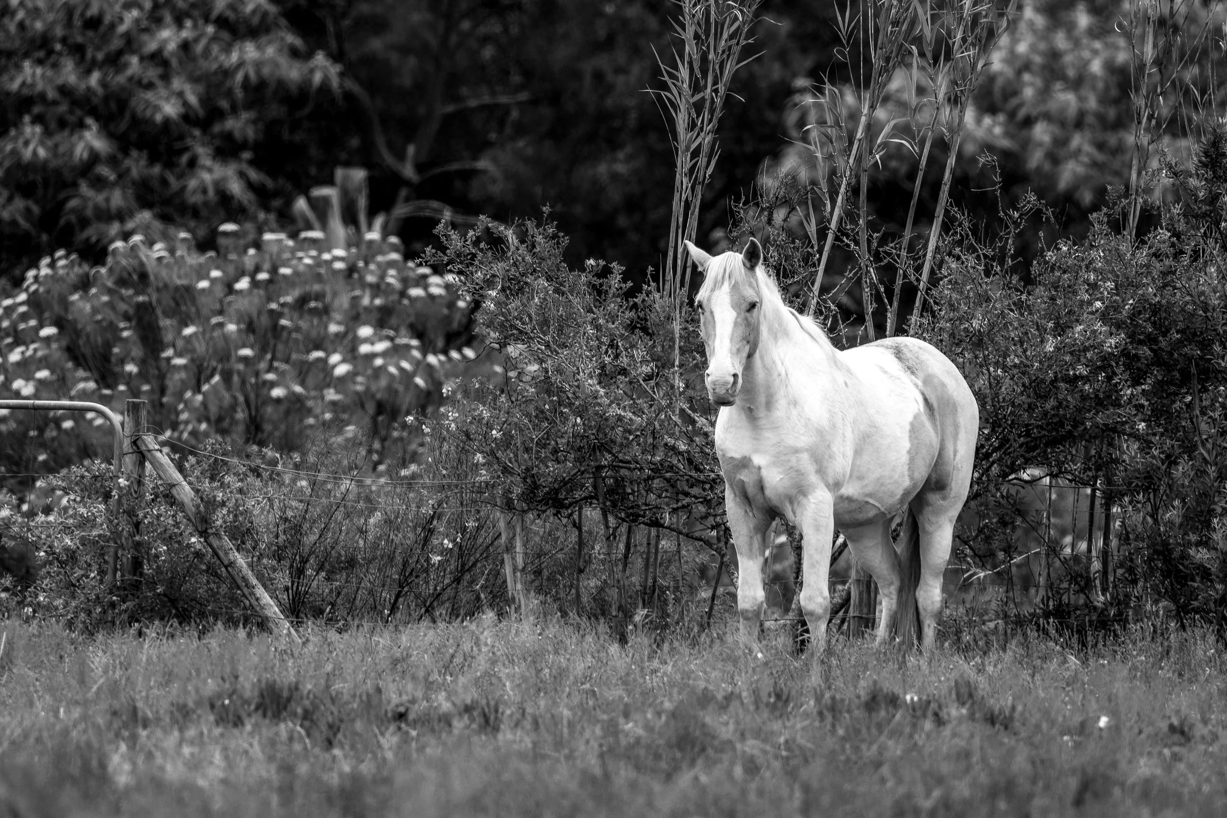 Horses in Greyton B&W52.jpg