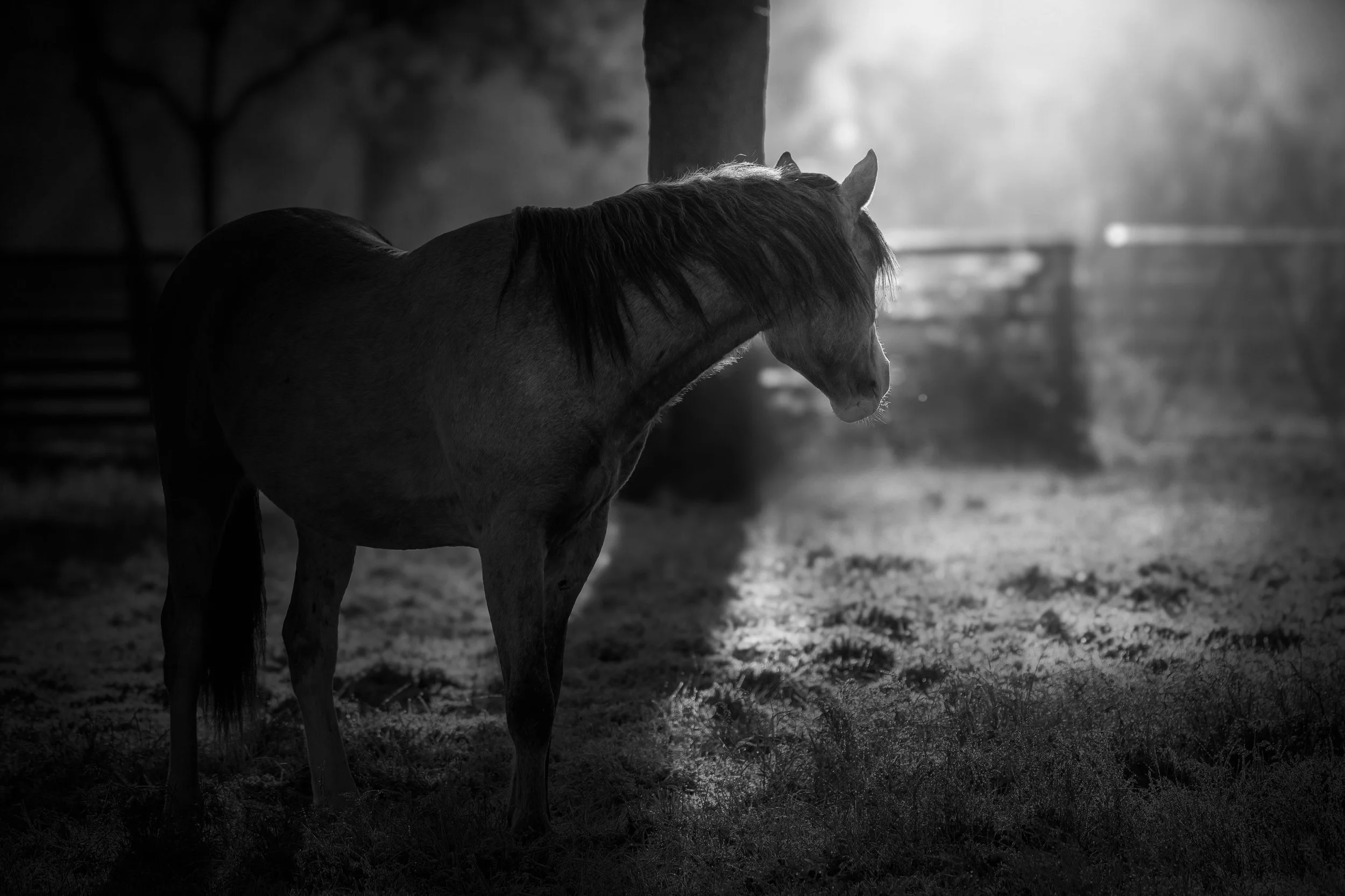 Horses in Greyton B&W35.jpg