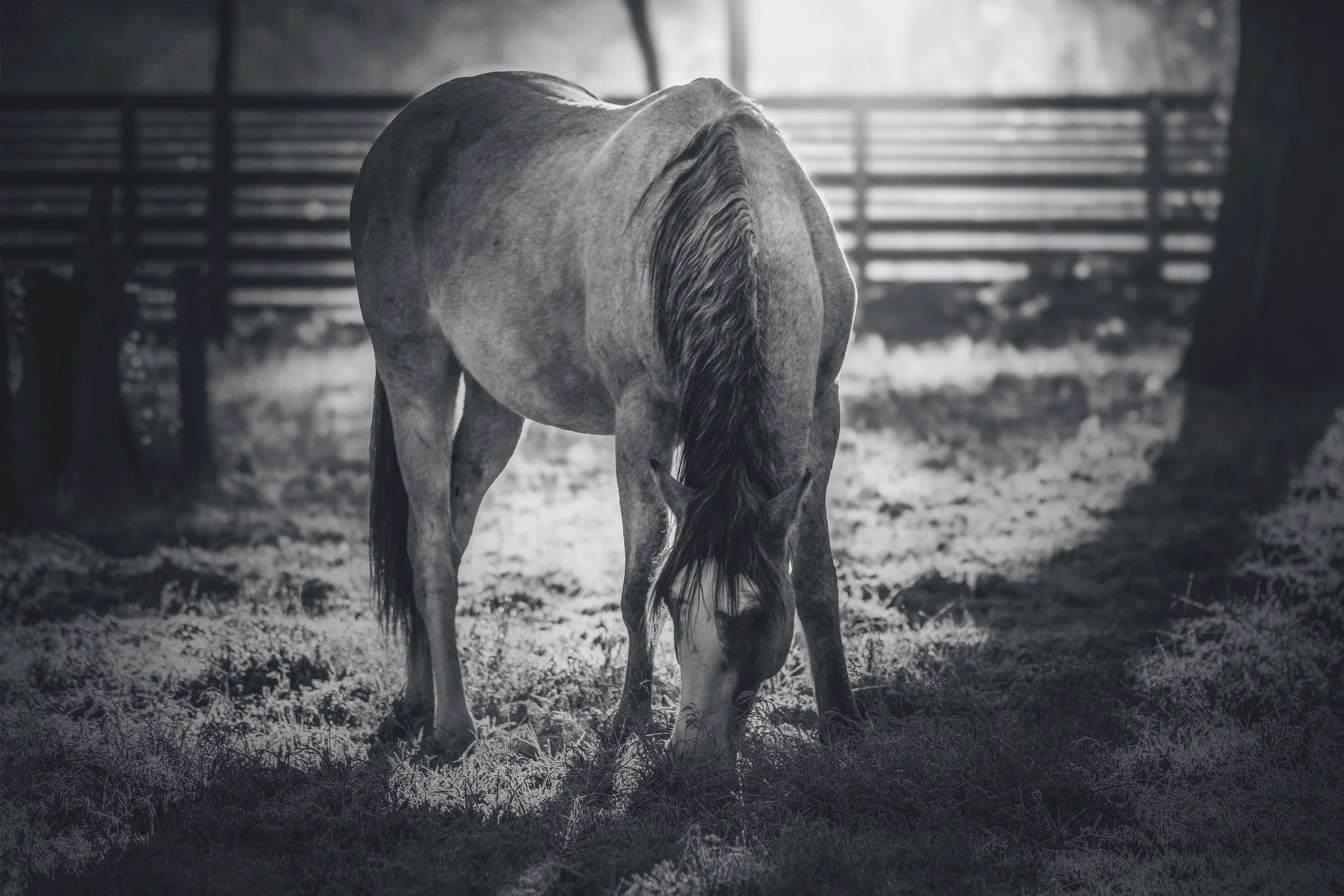 Horses in Greyton B&W34.jpg