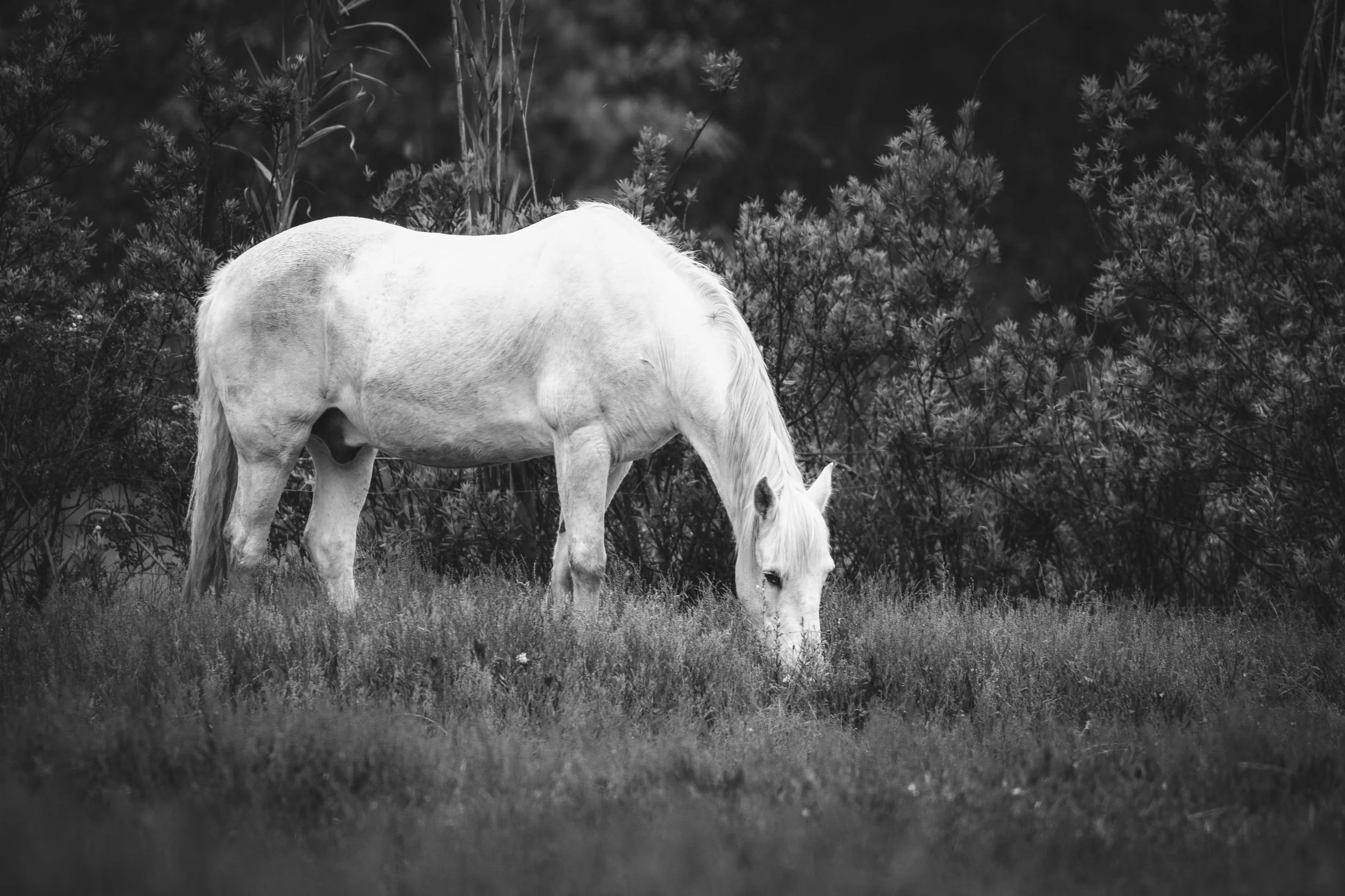 Horses in Greyton B&W50.jpg