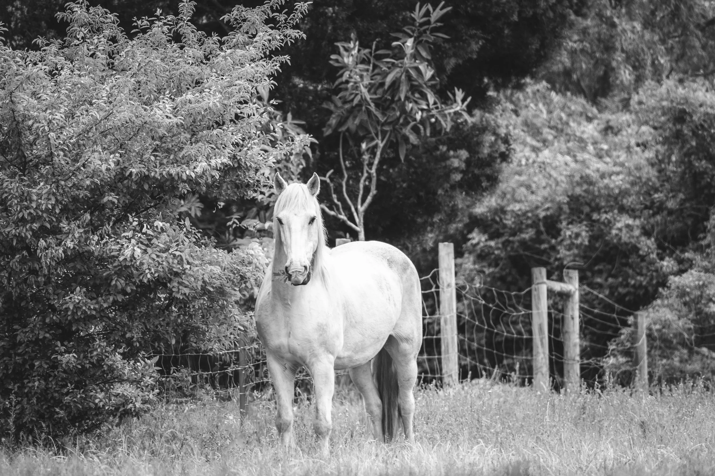 Horses in Greyton B&W43.jpg