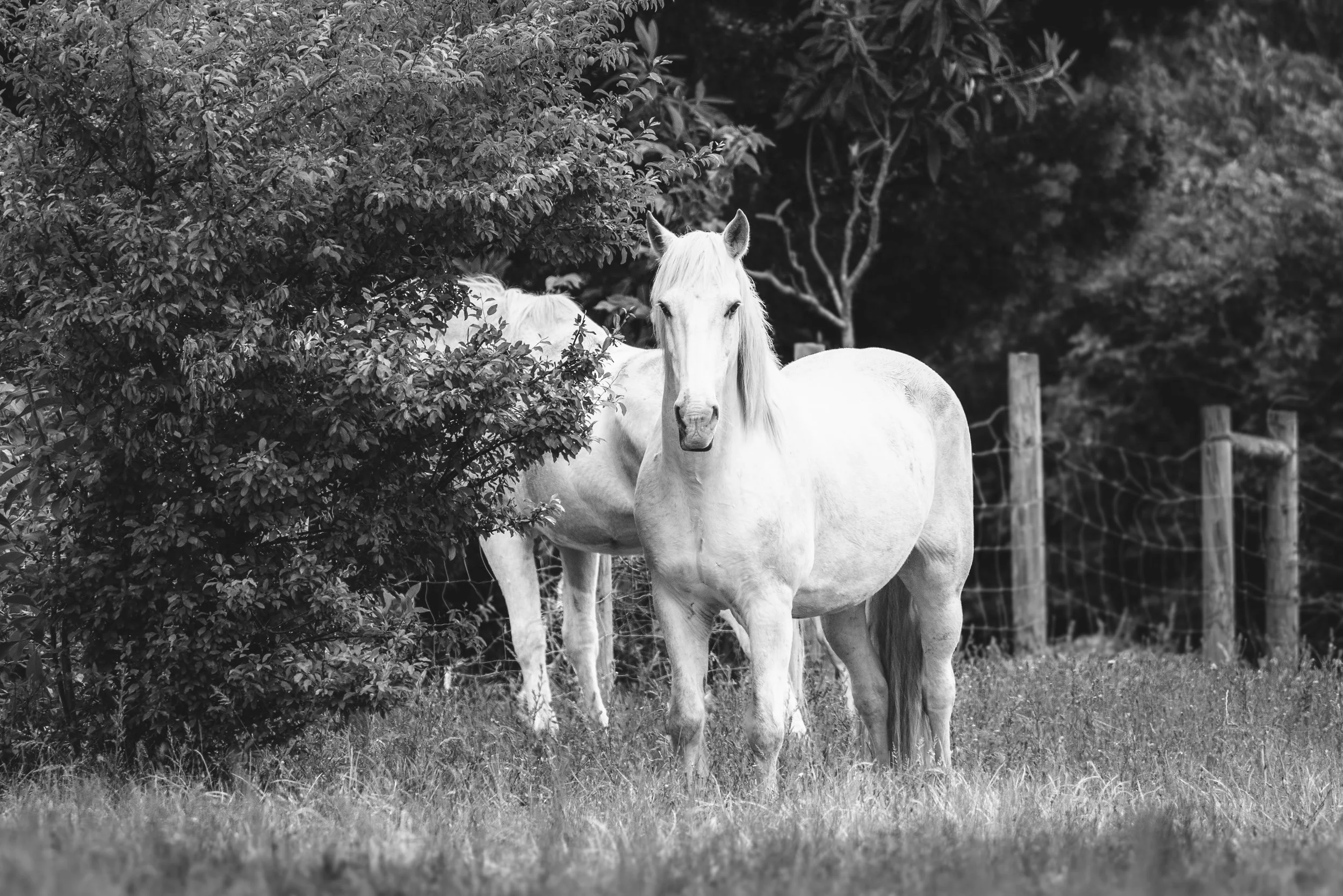 Horses in Greyton B&W44.jpg