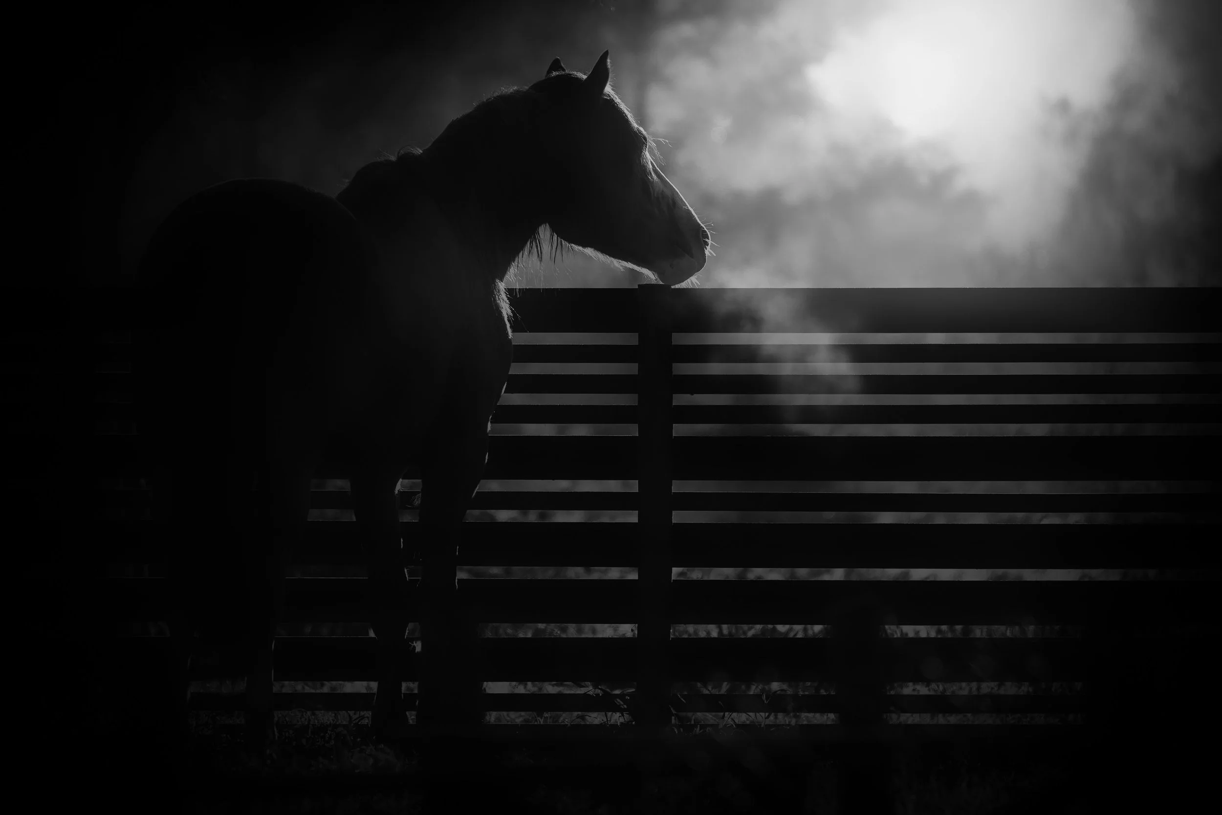 Horses in Greyton B&W33.jpg