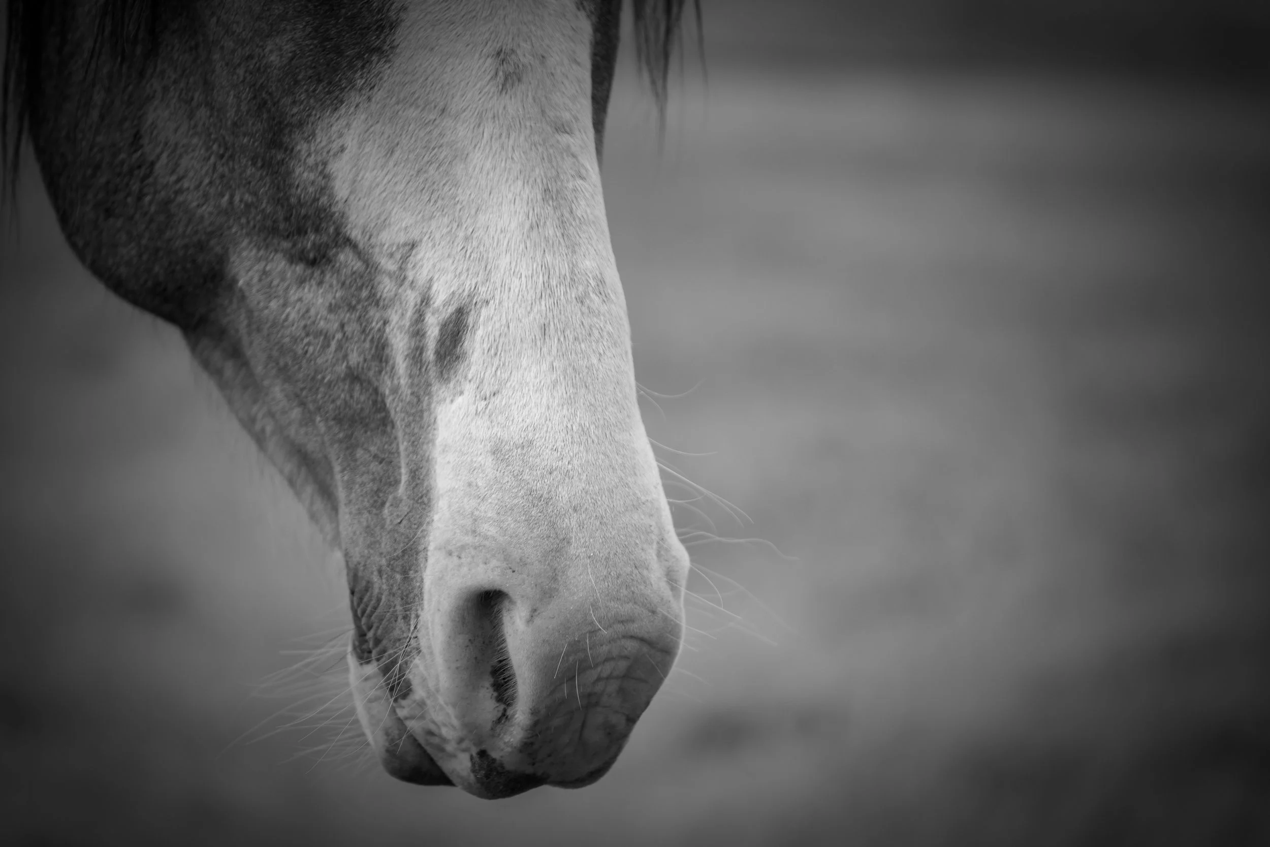 Horses in Greyton B&W21.jpg