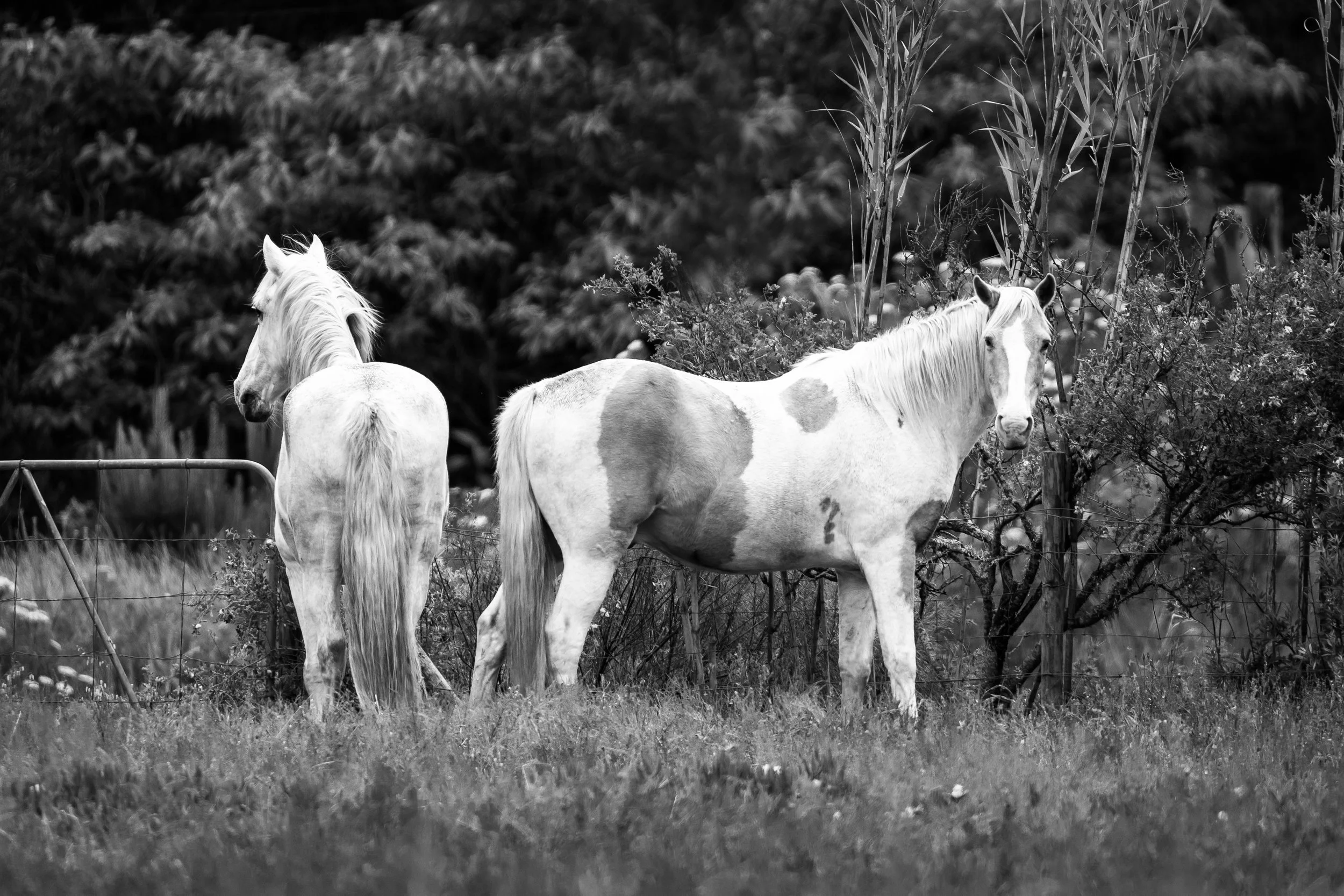 Horses in Greyton B&W45.jpg