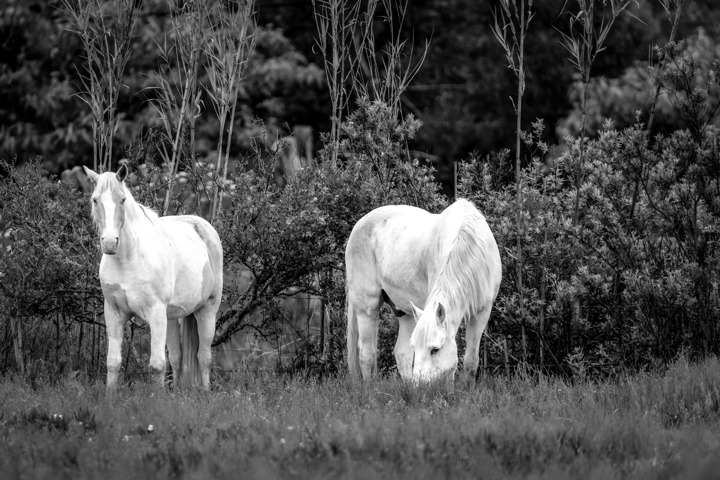 Horses in Greyton B&W49.jpg
