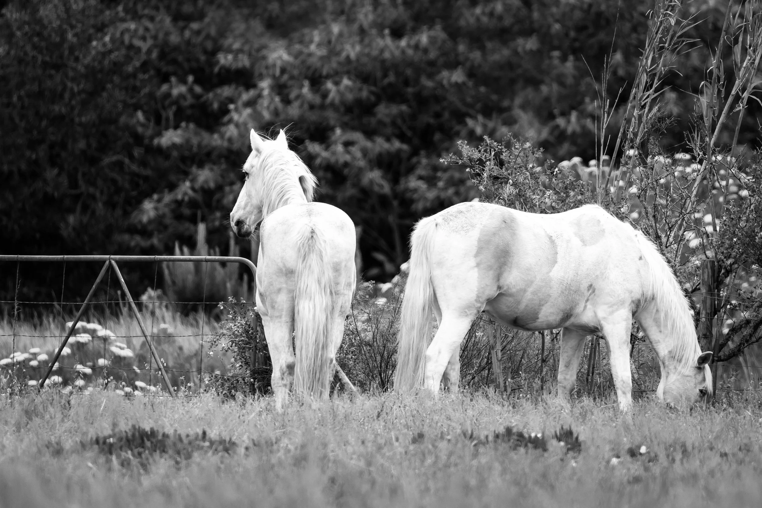 Horses in Greyton B&W46.jpg