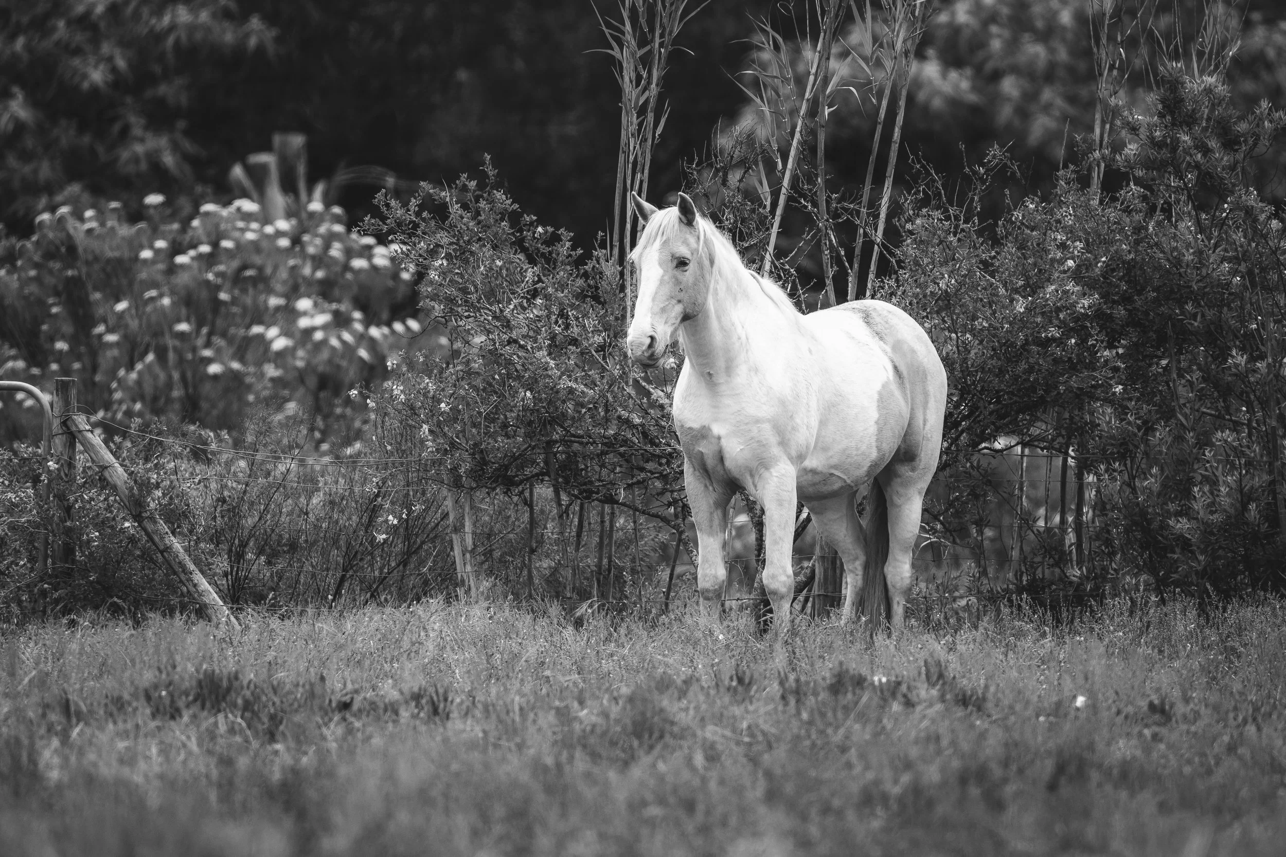 Horses in Greyton B&W51.jpg
