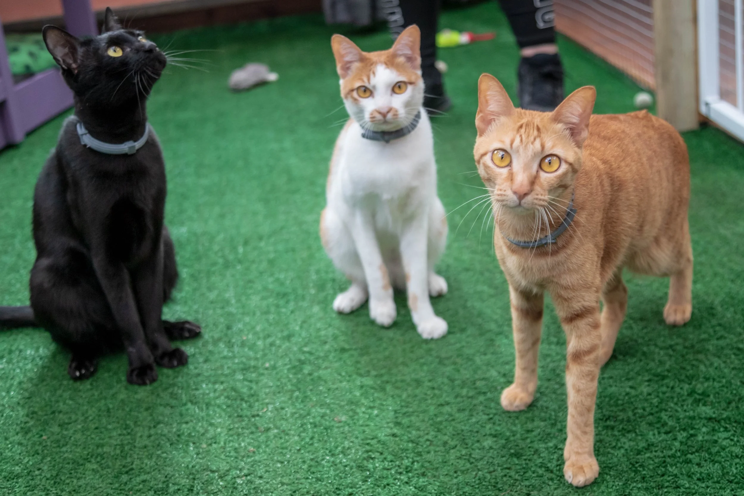 Cleopatra, Nala & Lucky.jpg