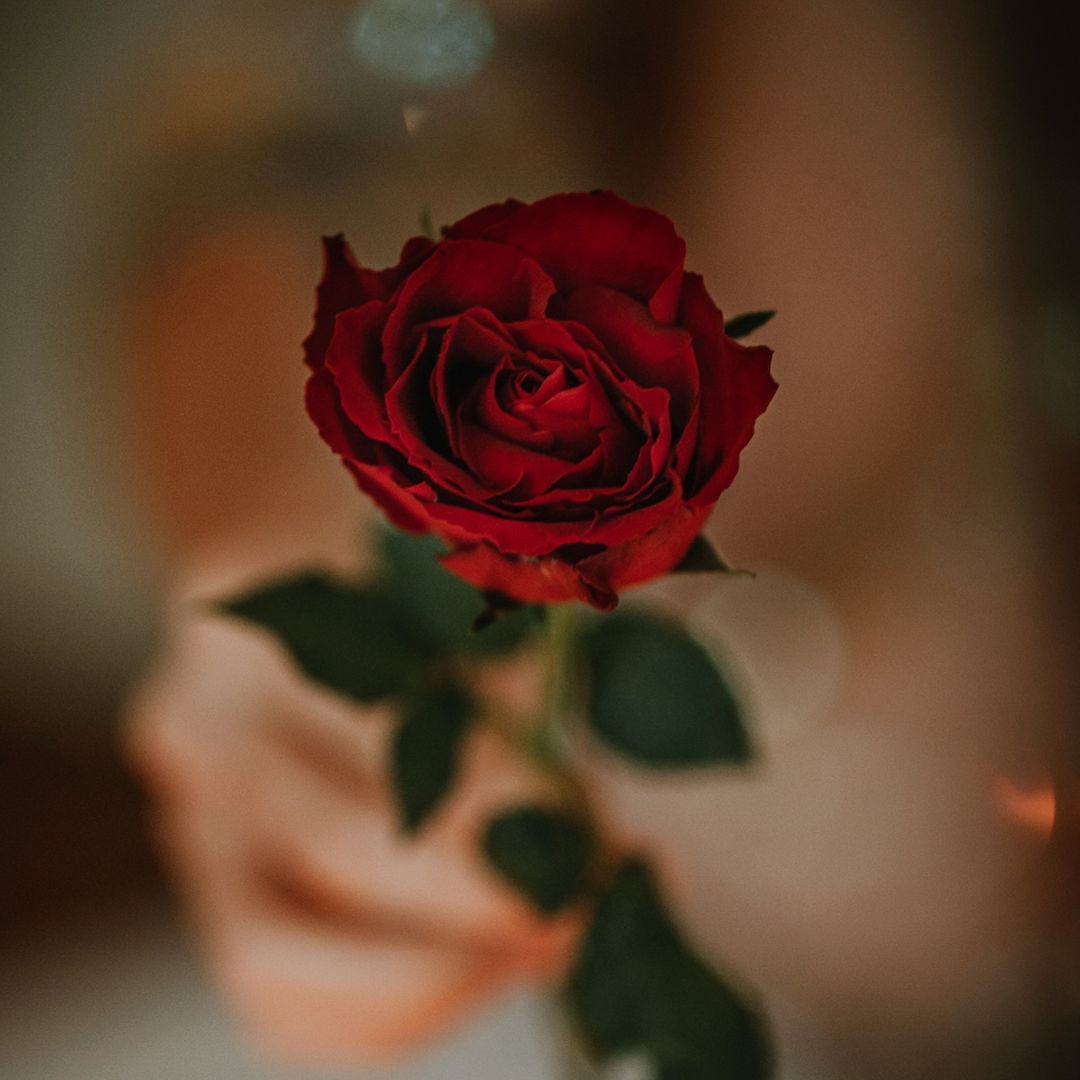A close-up of a deep red rose with dark green leaves against a blurred background.