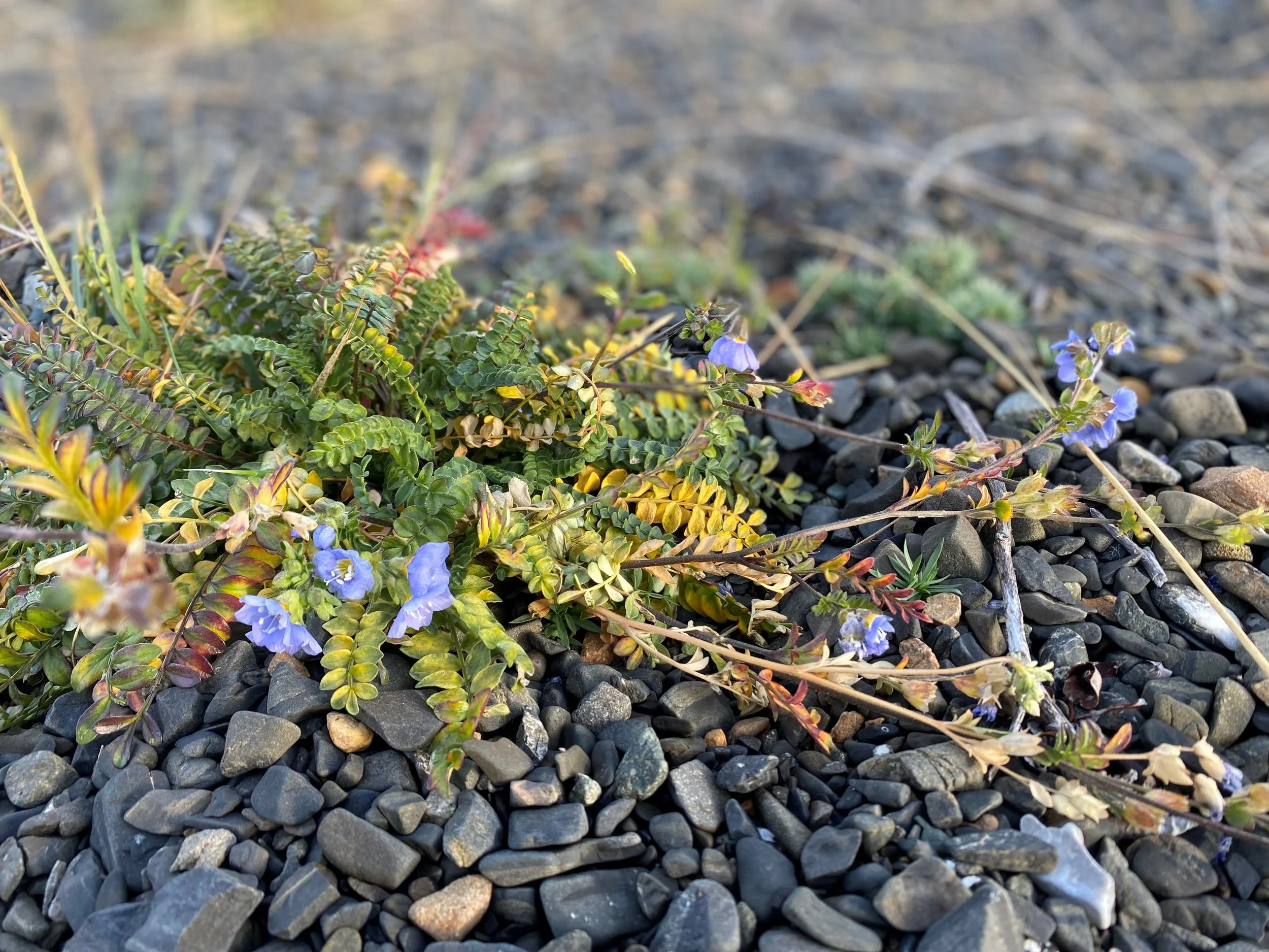 Jobs — First Nation School Board Yukon