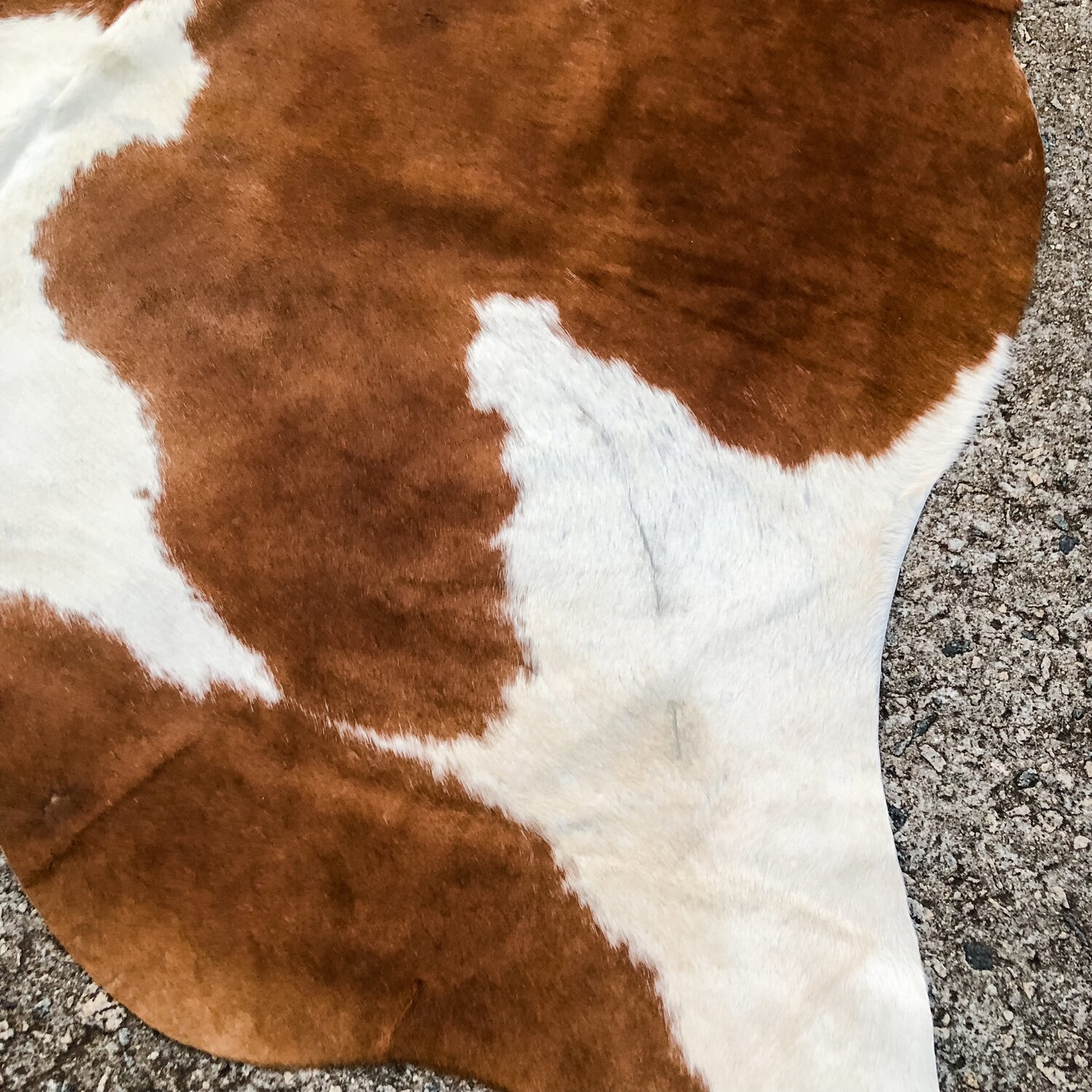 Coasters - Set of 2 - Tricolor Spotted Cowhide — Farmericana Designs