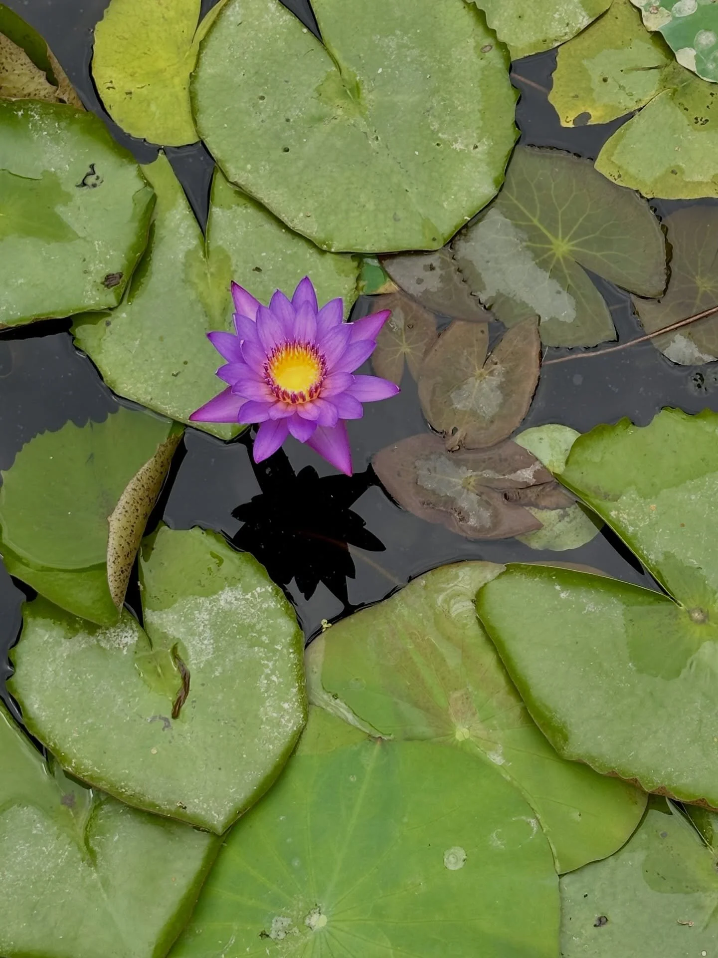 Bloom open your lotus heart 🪷 💓 with yoga in the Shala this Wednesday:

🪷 6am Flow with Eve
🪷 9.30am Myoyin Yang Flow with Kerry
🪷 5.30pm Flow with Adam
🪷 7pm Yin Yang Flow with Kat

#seeyouintheshala #shalayoga #shalaclasses #bunburyyoga