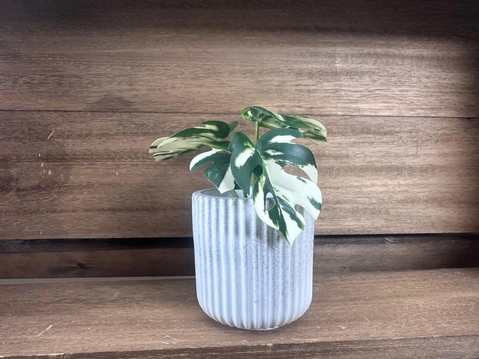 WhatsApp Image 2026-02-18 at 14.19.02 (29).jpeg