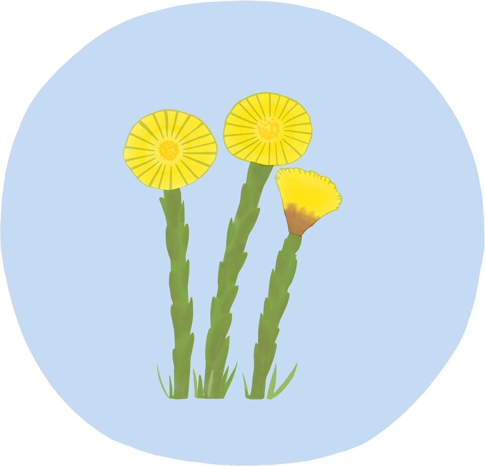 Tussilago, blommor