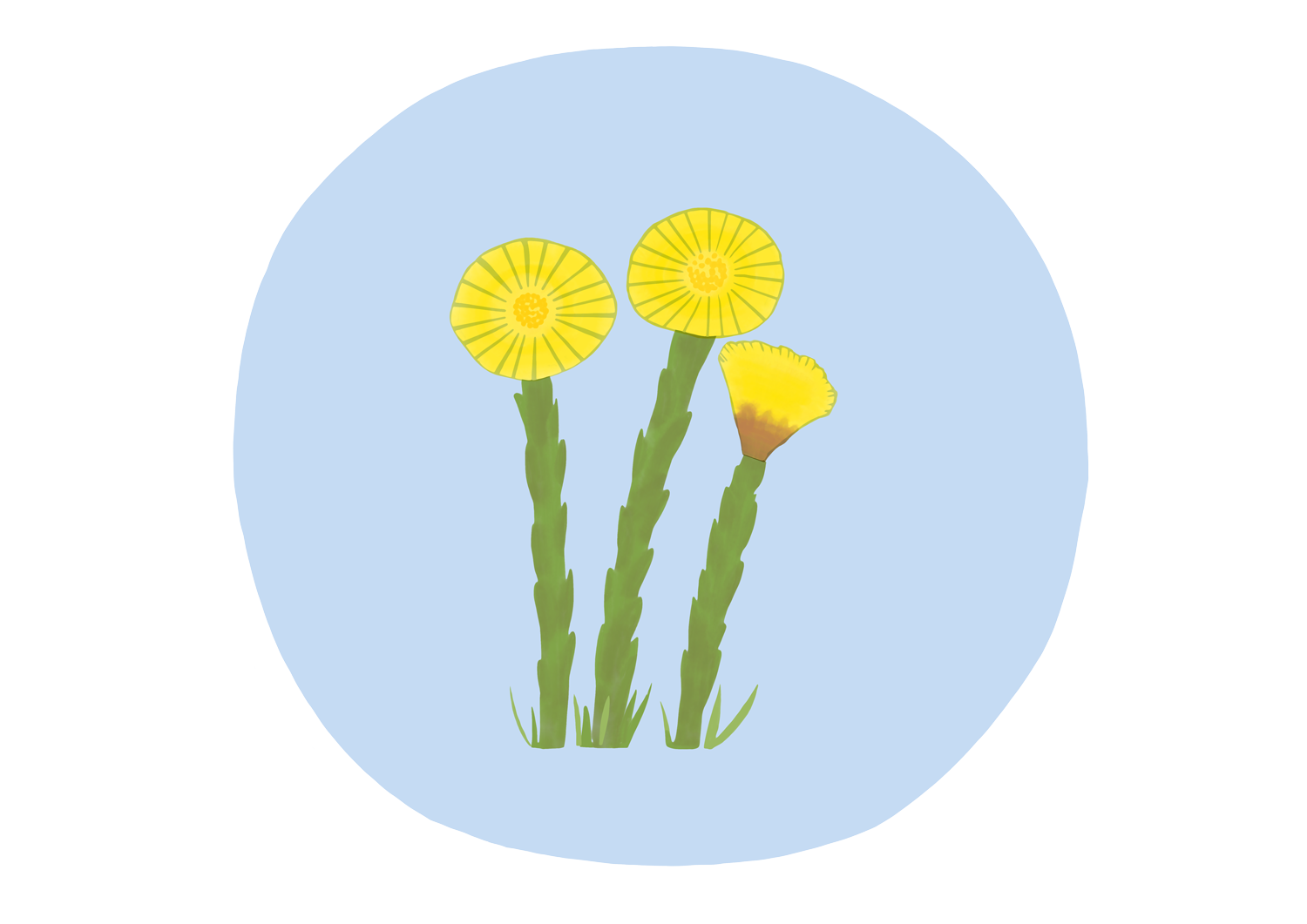 Tussilago