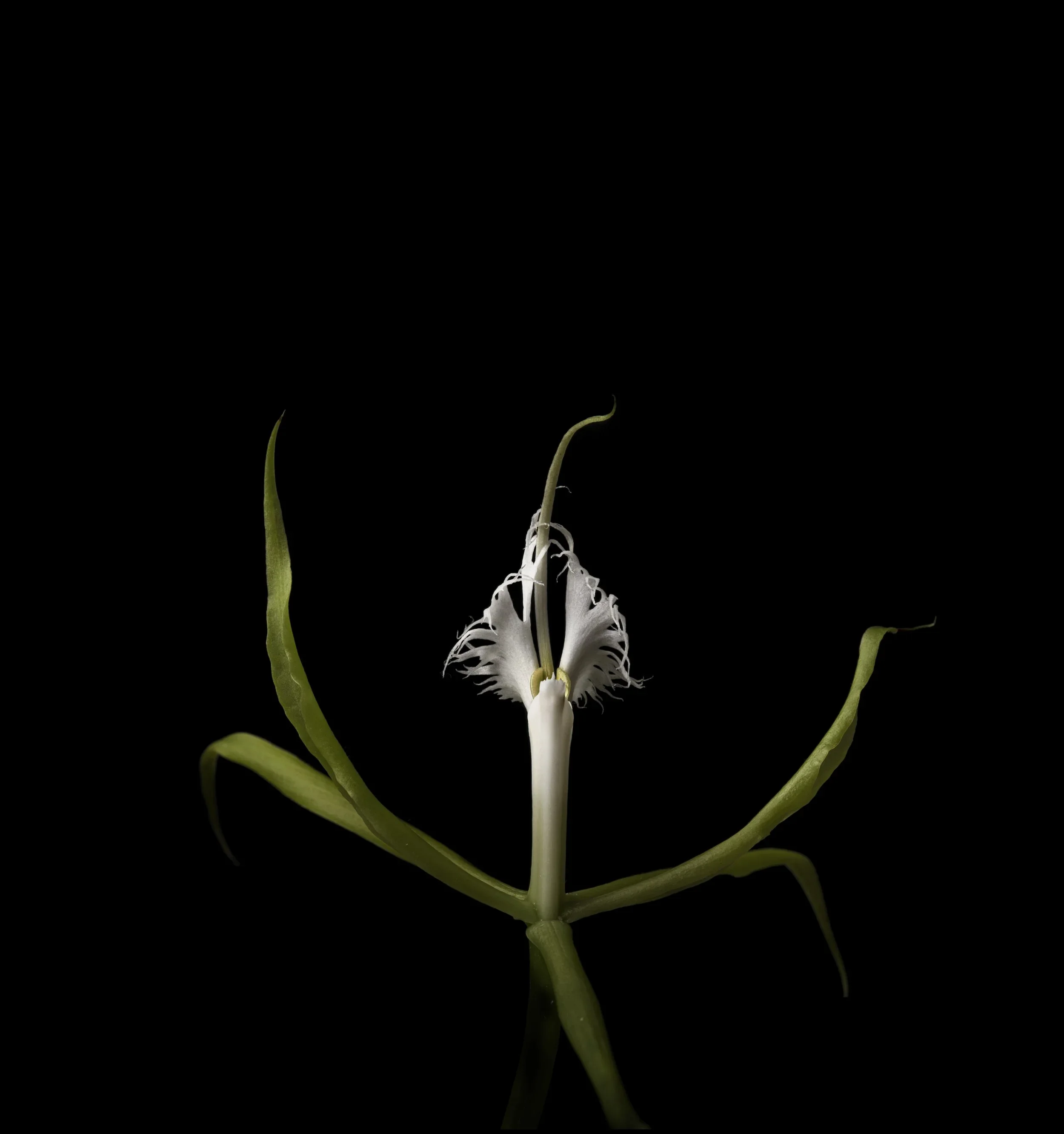 EPIDENDRUM_final2_plat3+copie (1).webp