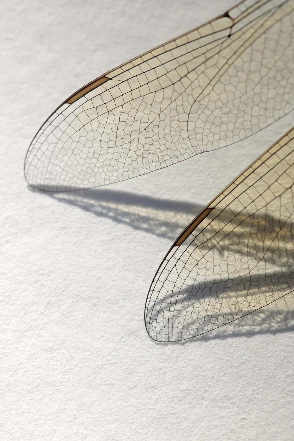 ANAX_AOUT25_3_1442_adobe+copie (1).webp