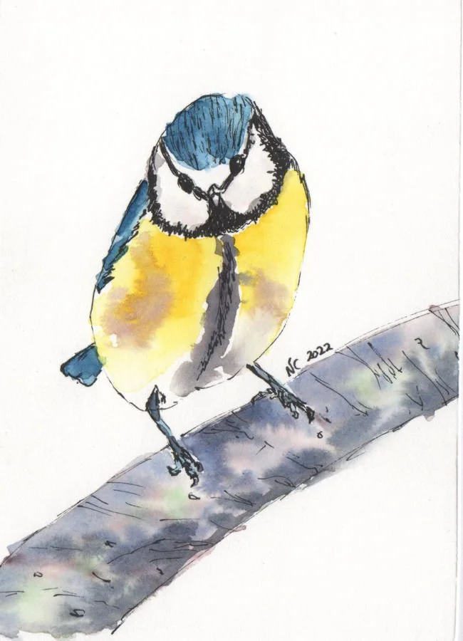 Blue Tit
Watercolour original on paper 10x15cm