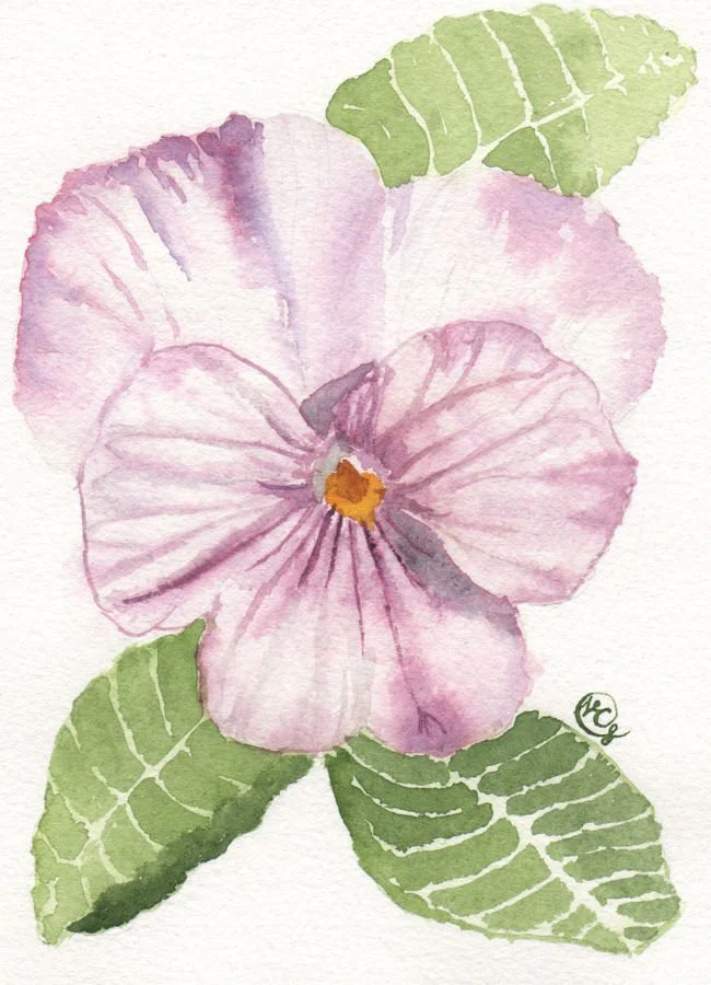 Pansy 1 001 web version..jpg