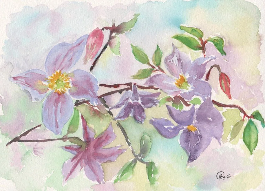 Clematis 001web version.jpg