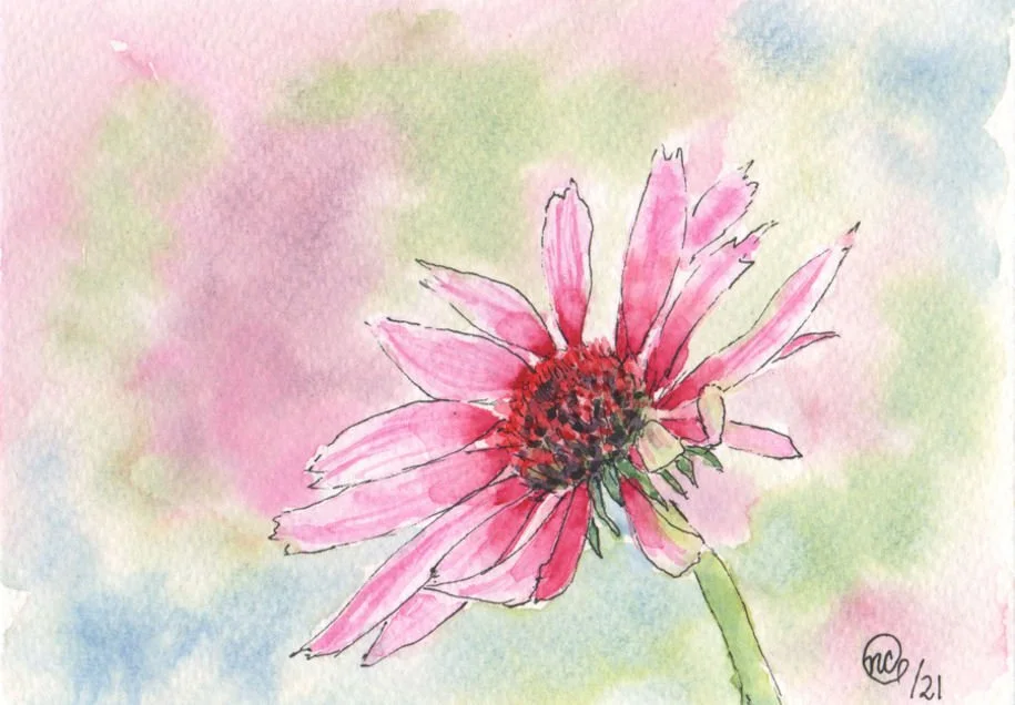 Pink, purple coneflower, line and wash, line and watercolor