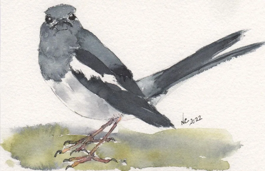 Oriental Magpie Robin
Pen and Watercolour original on paper 10x14cm