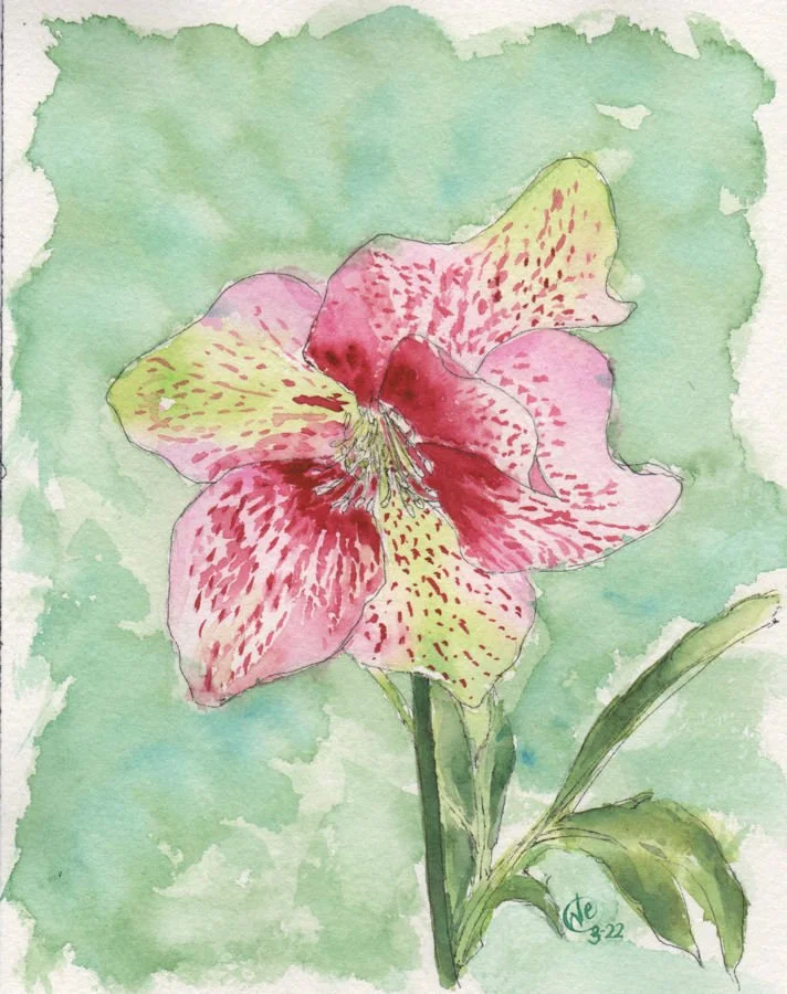 Hellebore Line Drawing 001web version.jpg