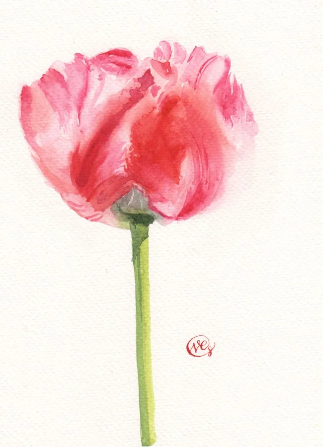 Pink Parrot Tulip 001 web version..jpg