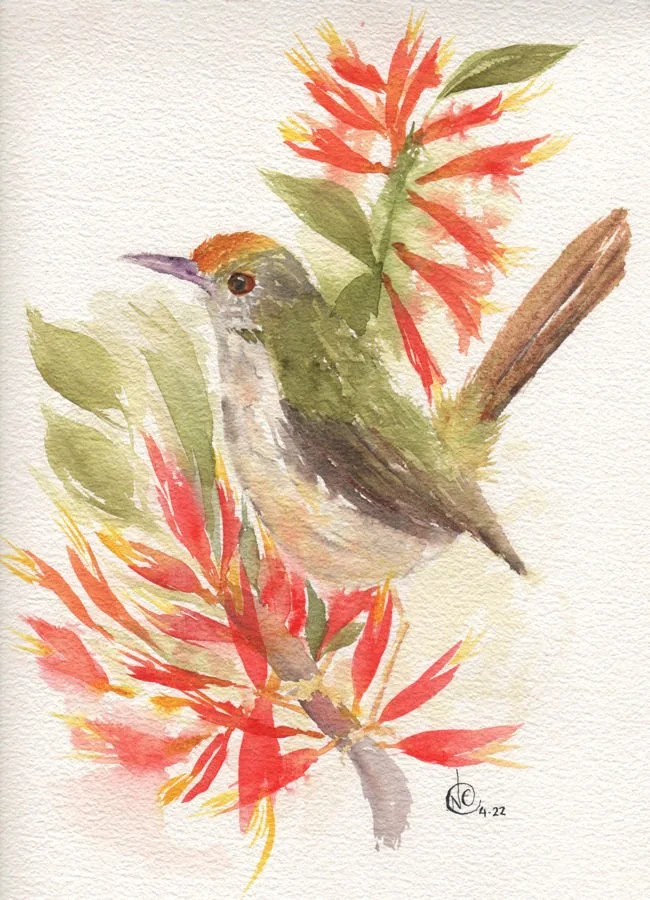 Tailorbird 001web version.jpg