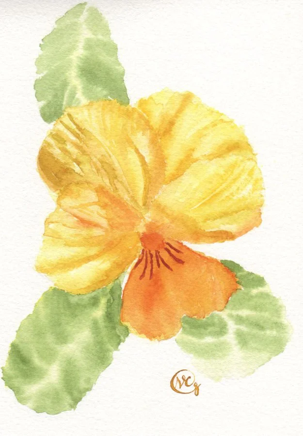 Yellow Pansy 001 web version..jpg