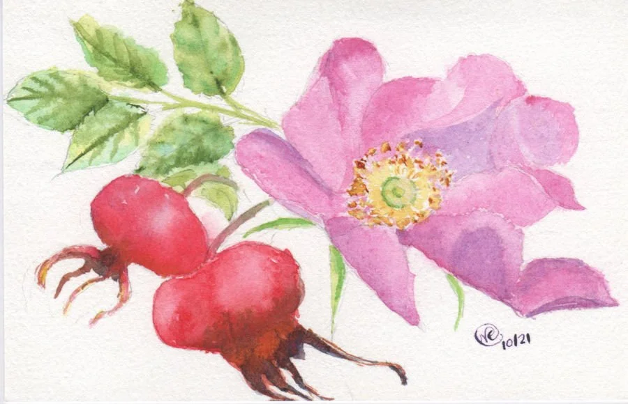 Rose and Rose Hips 2021 001cr web version.jpg
