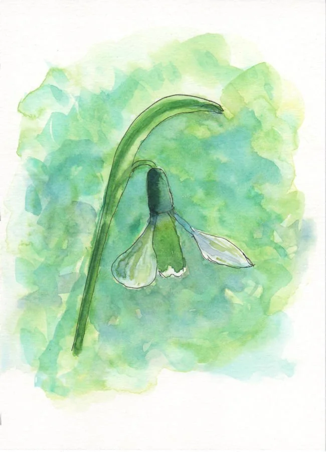 Snowdrop Blind Contour 001 web version.jpg