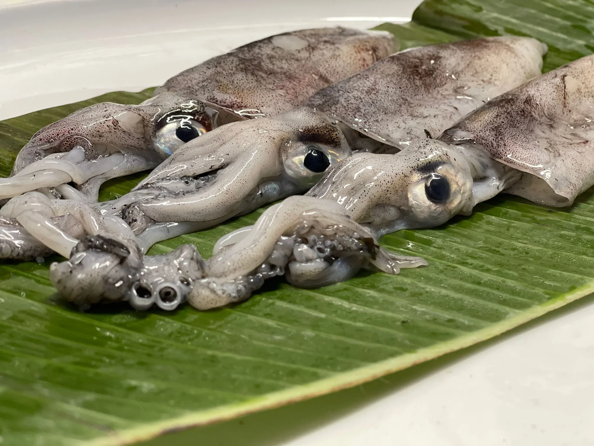 Chipones de potera de la ría 