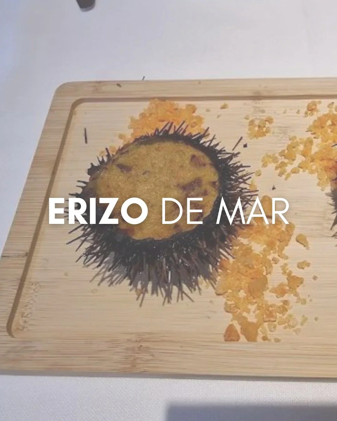Erizo de mar