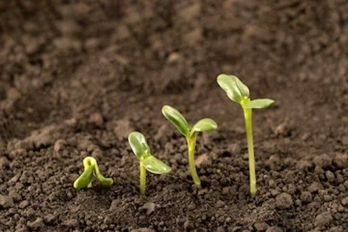 Lees het laatste nieuws uit Greenport Aalsmeer