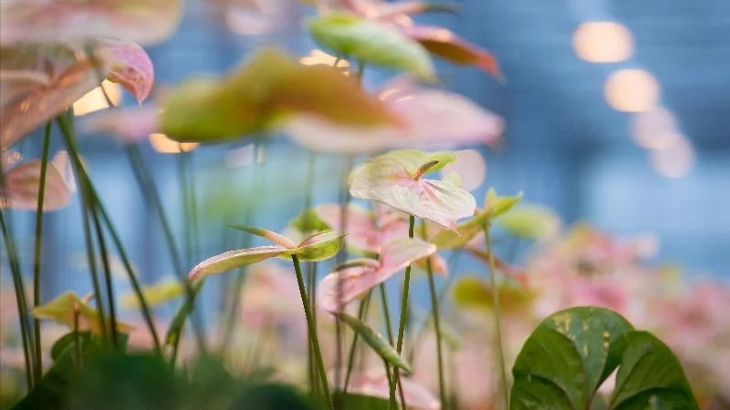 Save the date: Greenport Aalsmeer Event op 10 oktober