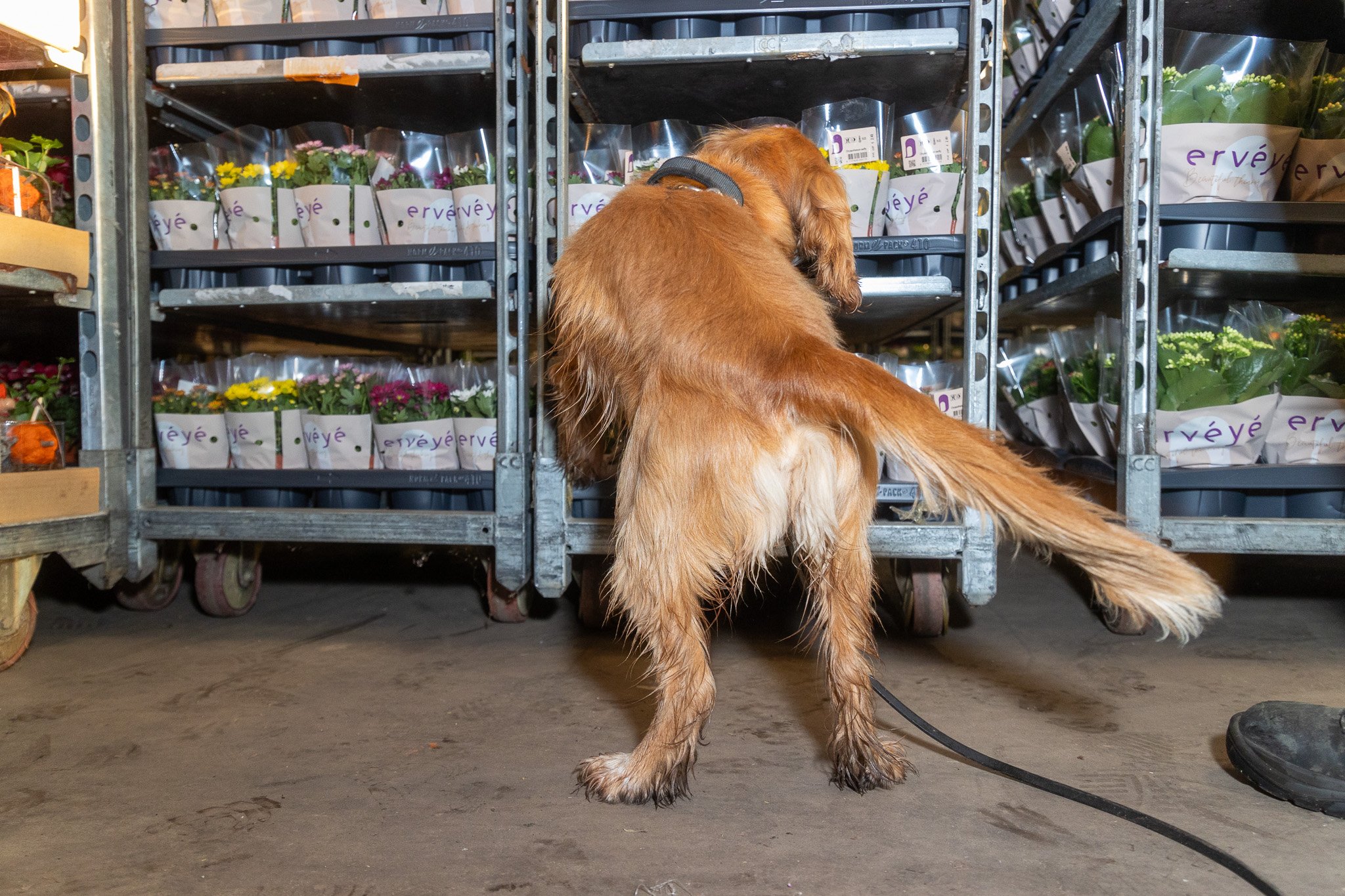 Expertbijeenkomst voor uitzendbureaus: bescherm de sierteelt tegen ondermijning