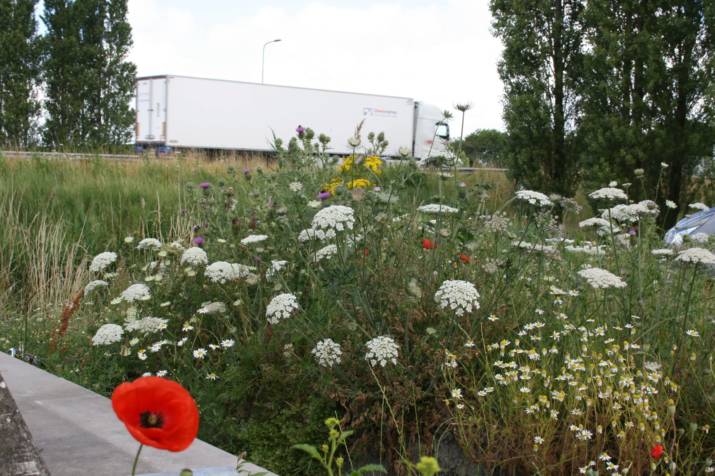 Eerste bloemenstrook op bedrijventerrein Aalsmeer smaakt naar meer