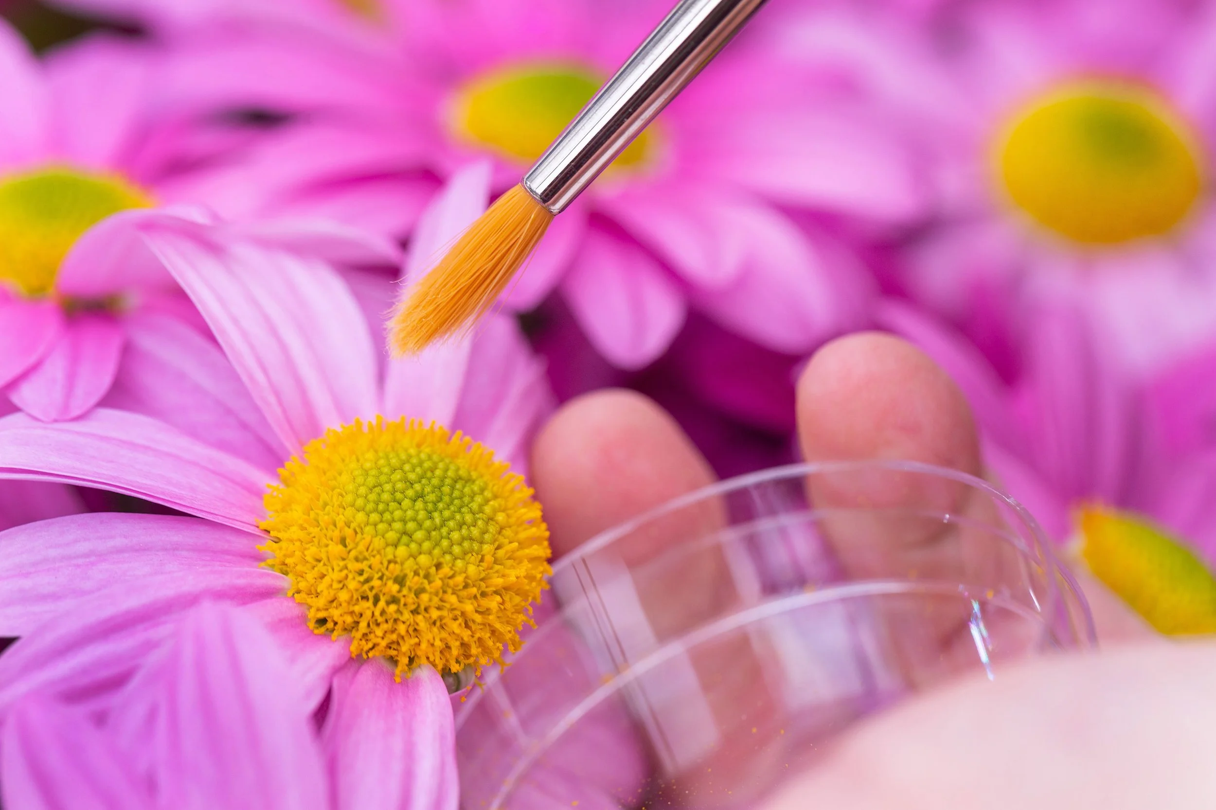 NGT &amp; Genome Editing in Resistentieveredeling