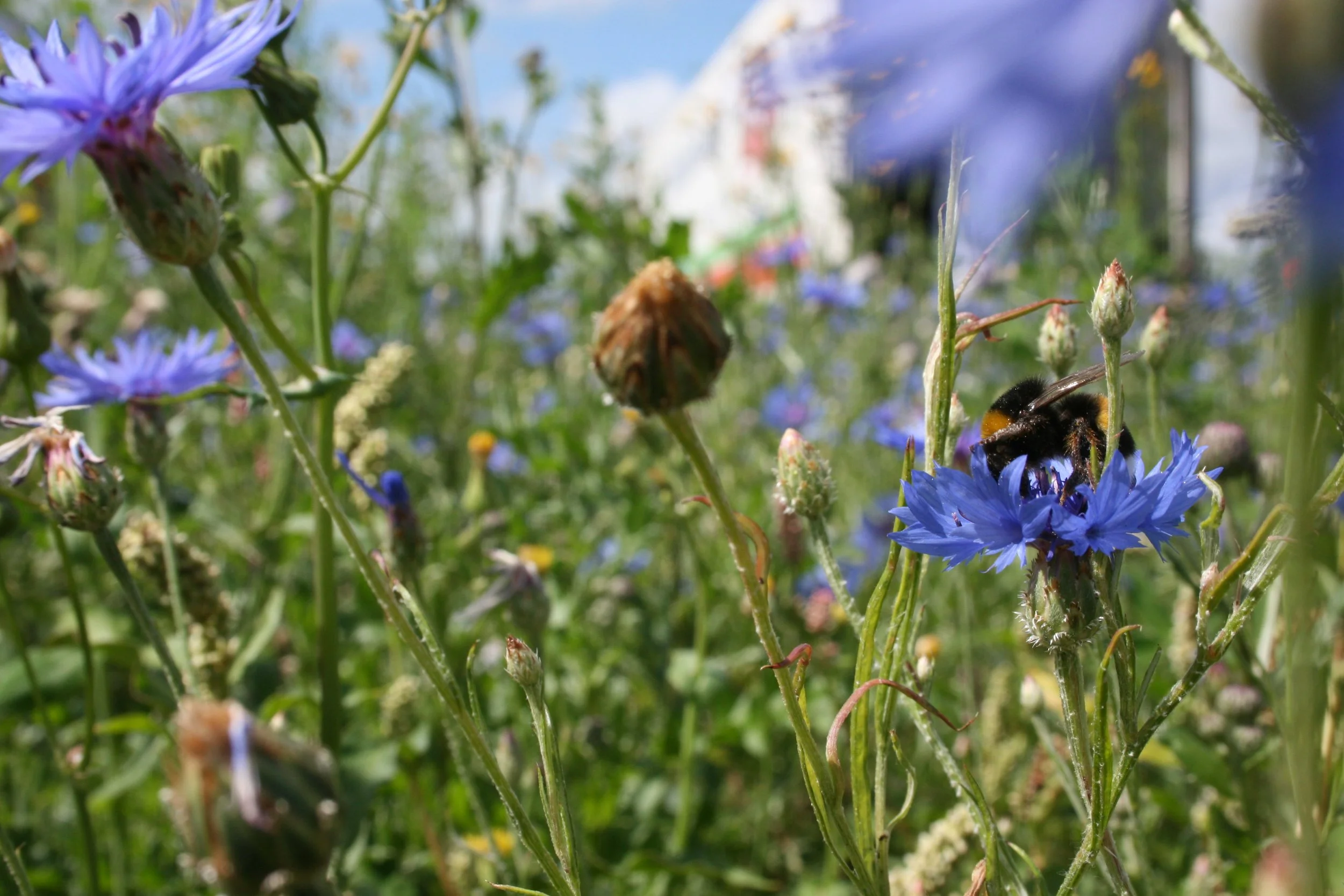 Lees het laatste nieuws uit Greenport Aalsmeer