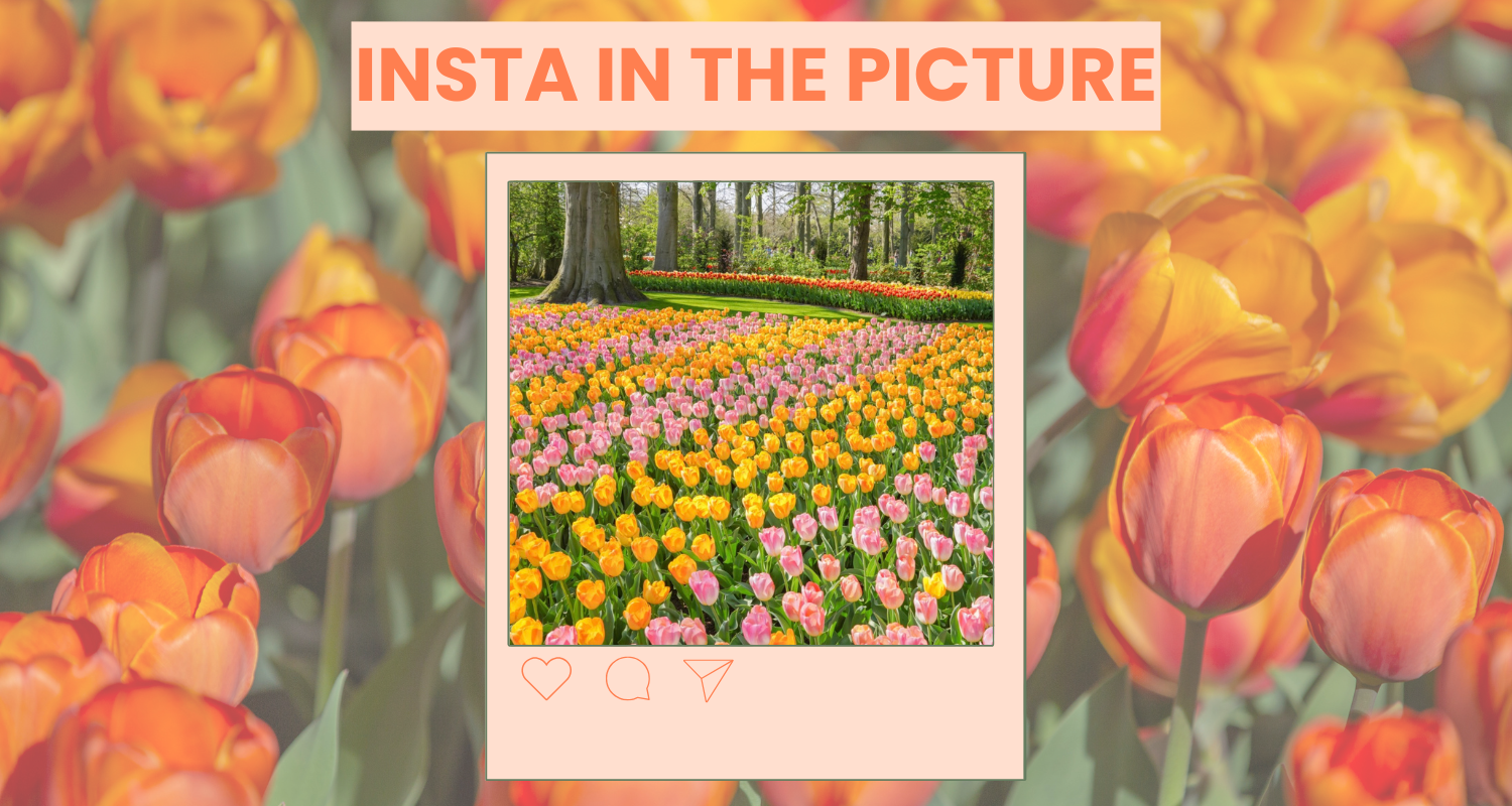 Insta in the picture: @visitkeukenhof