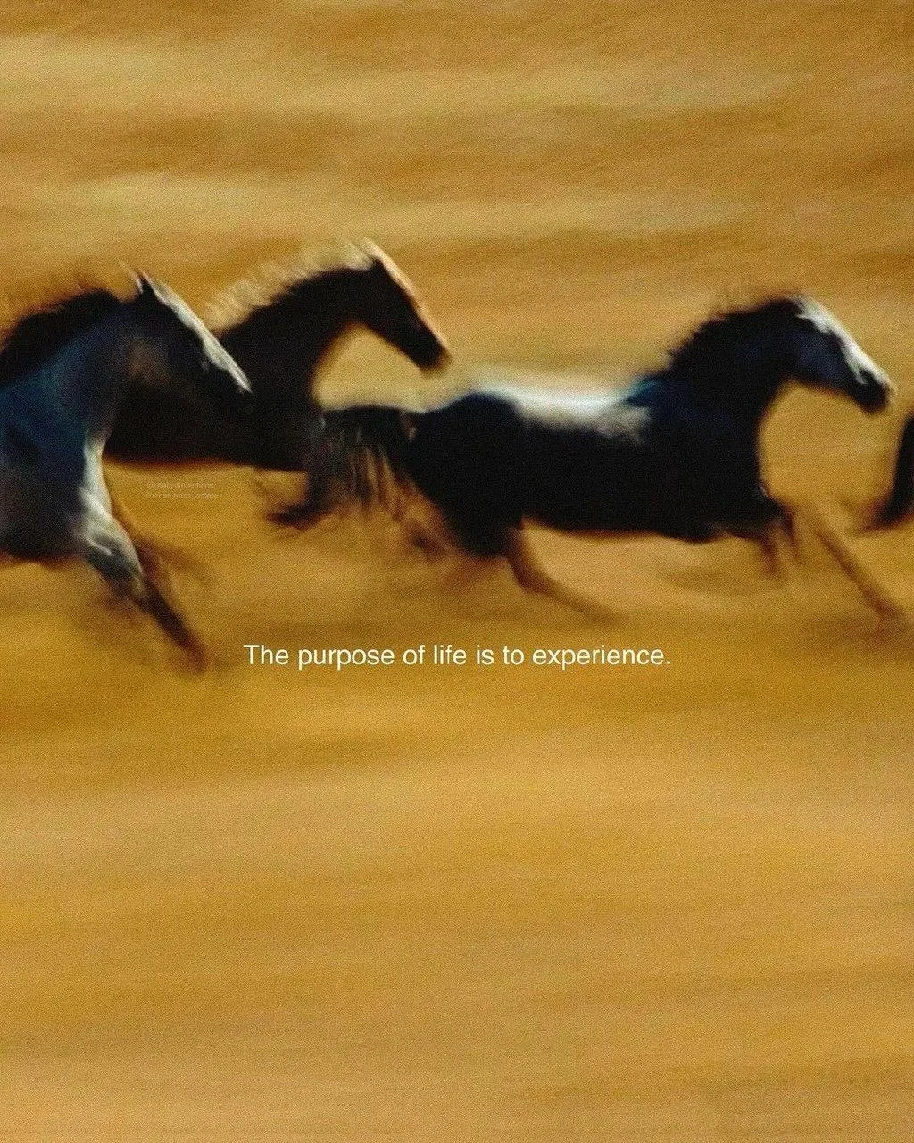 Are you ready? 
Authors note &mdash;> 
Share 🫶

#fieryhorse #lunaryear #horseyear #confidenceclubme